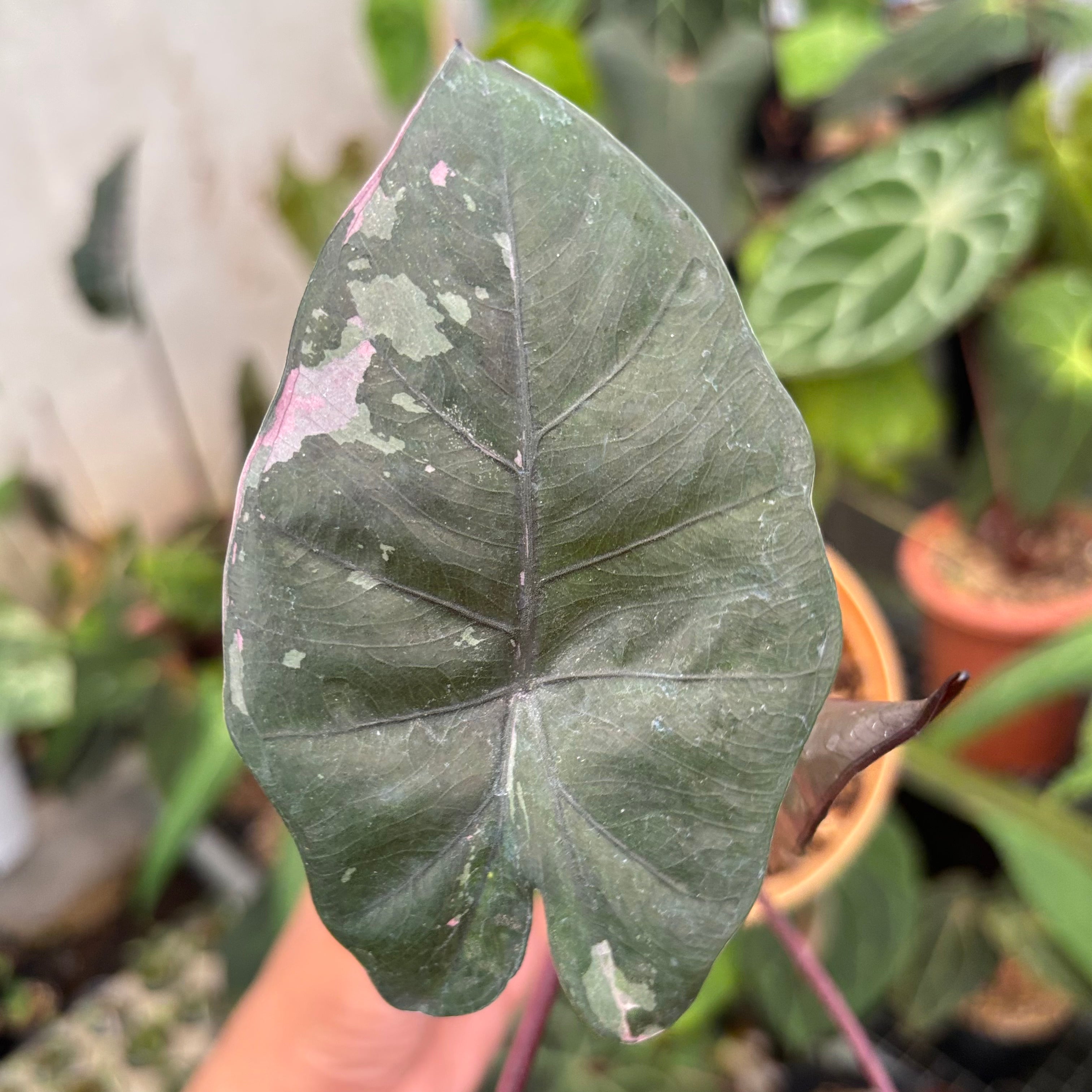 Alocasia Yucatan Princess