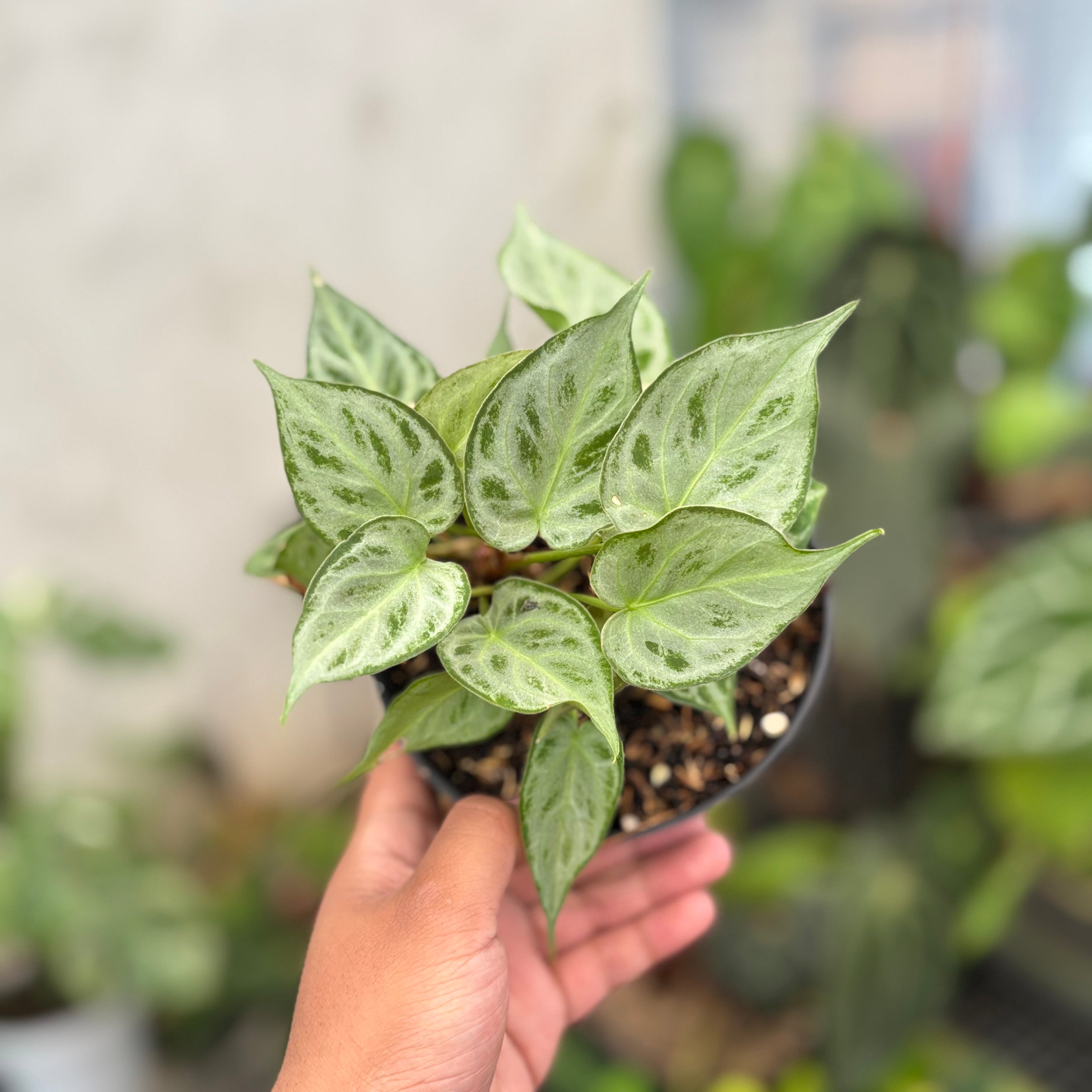 Anthurim Silver minion