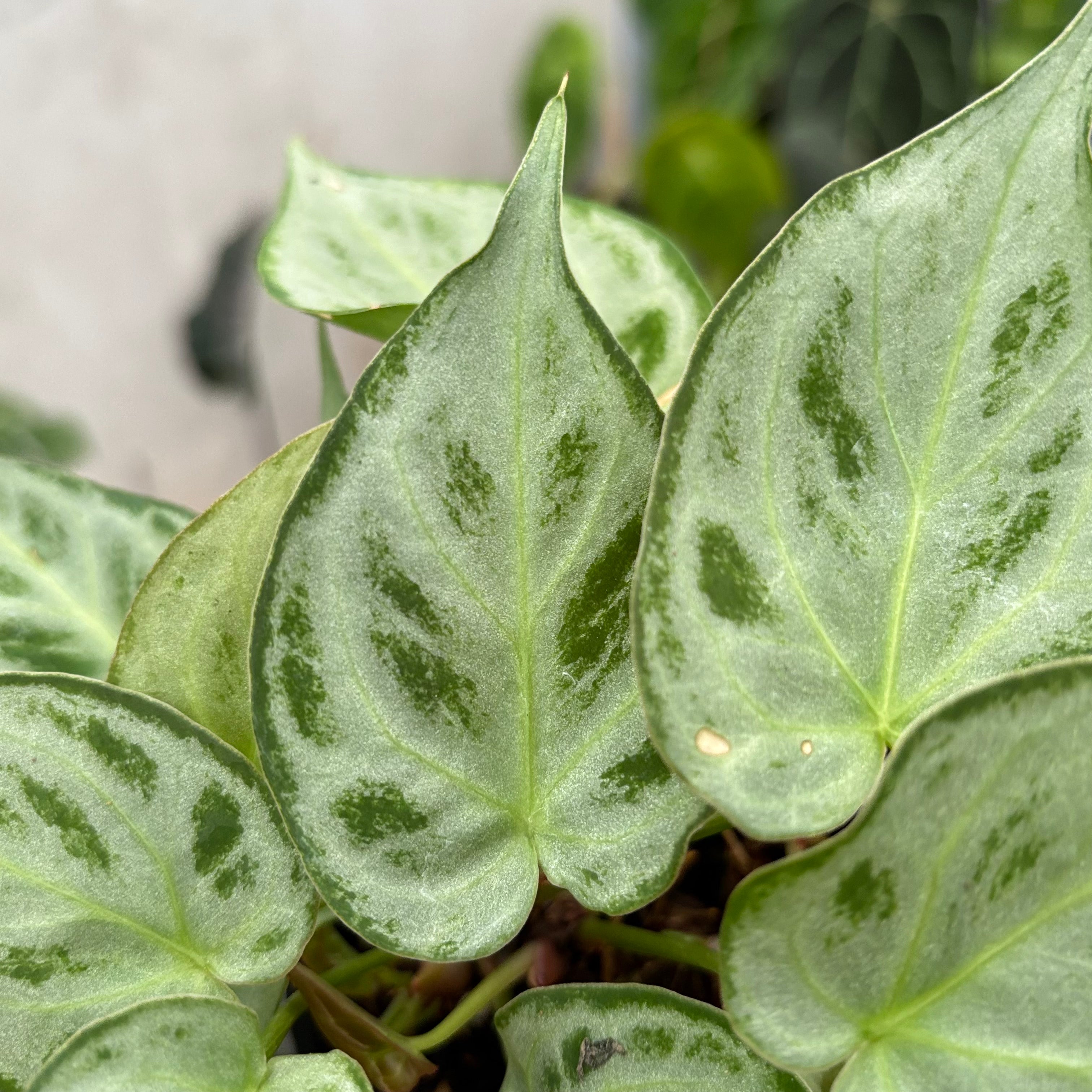 Anthurim Silver minion