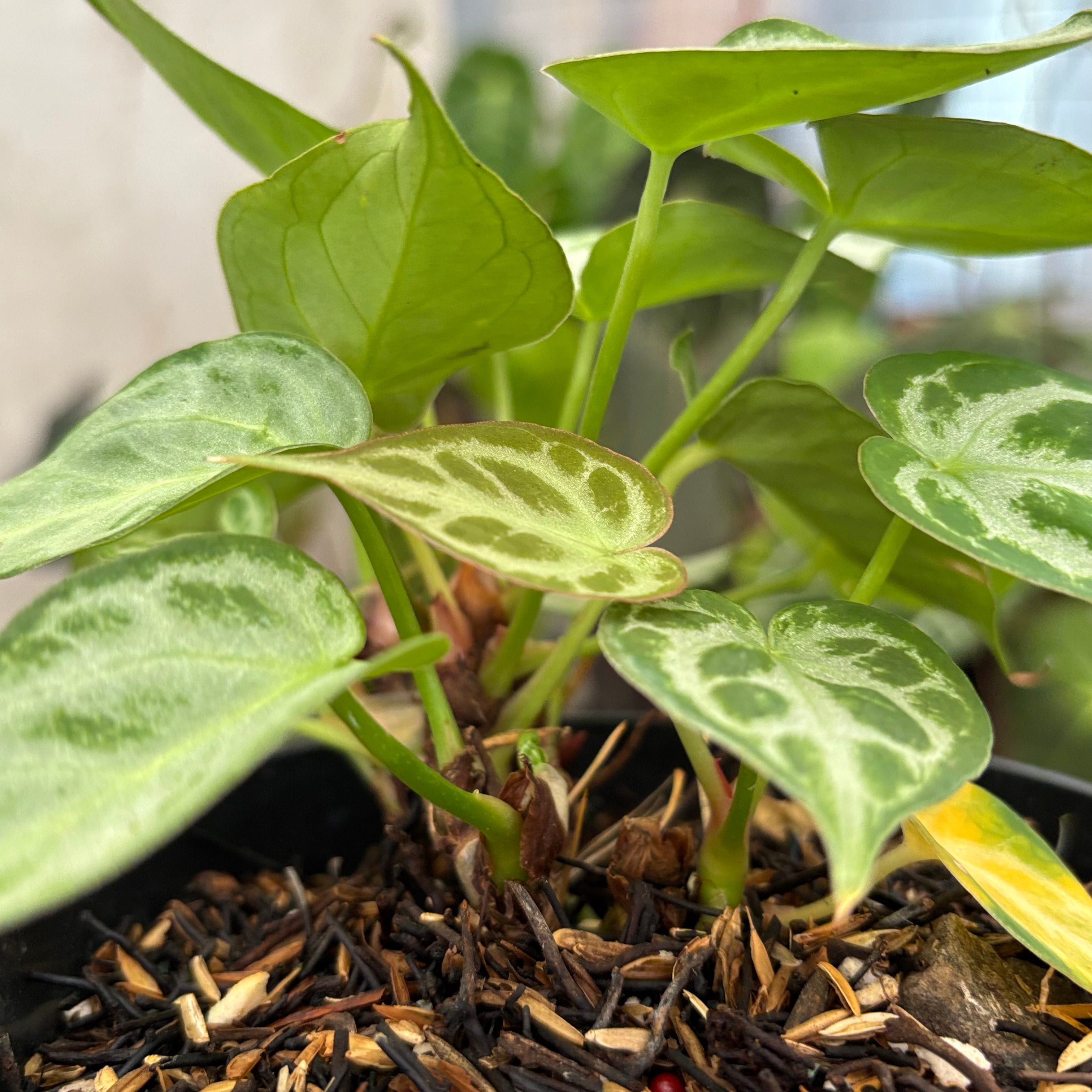 Anthurim Silver minion