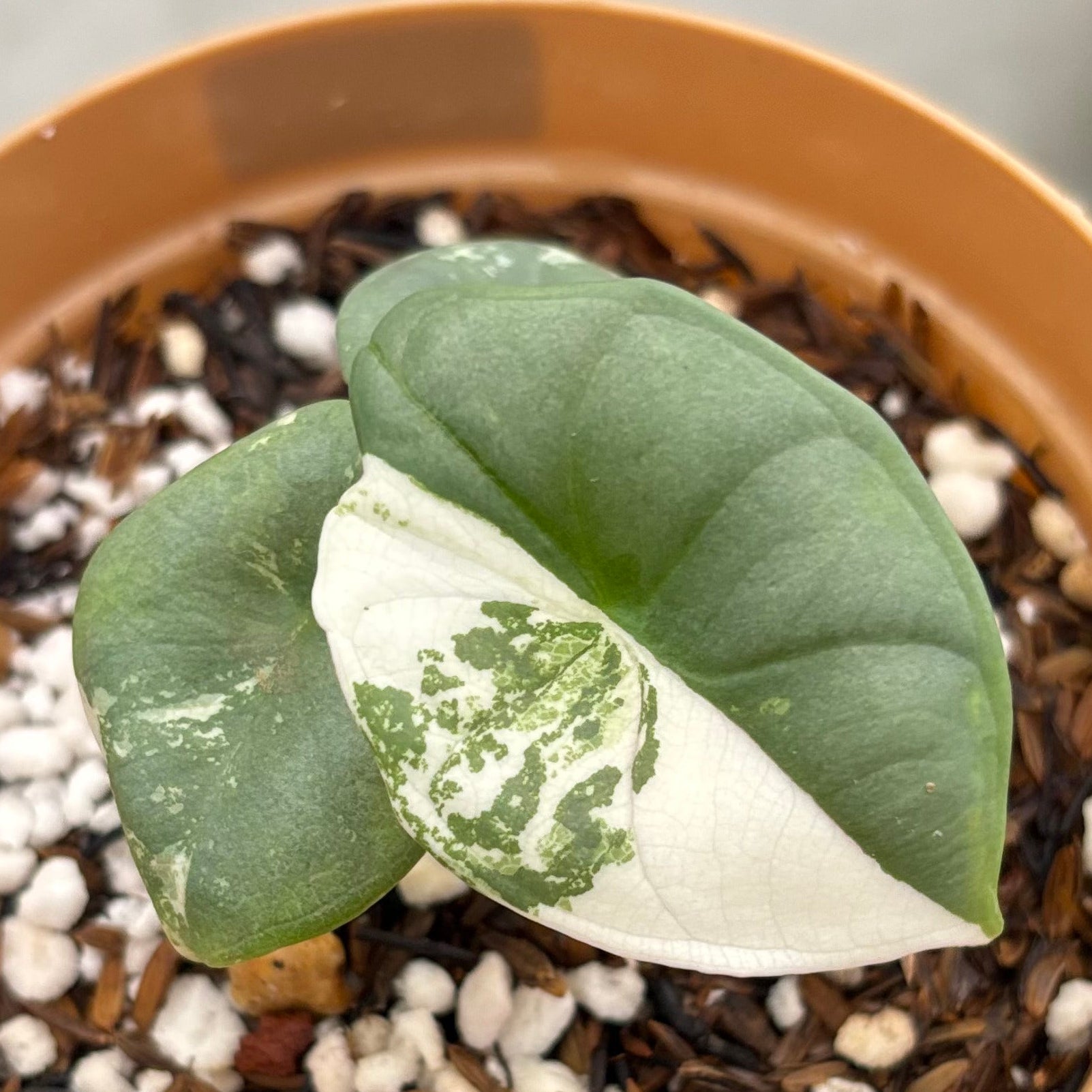 Alocasia Nebula Albo