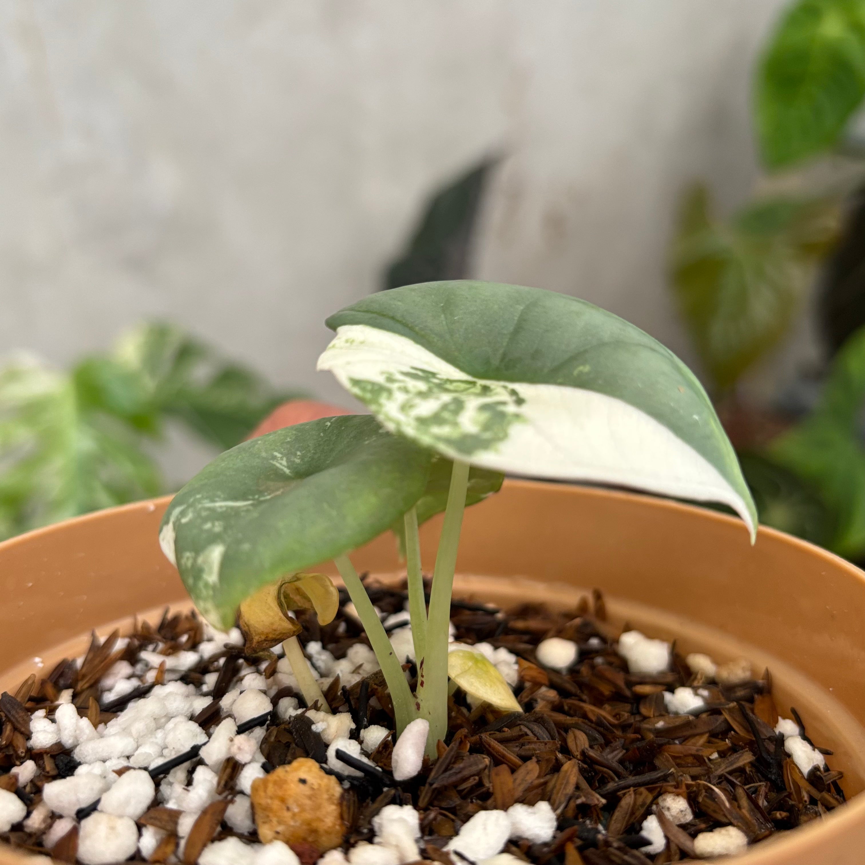 Alocasia Nebula Albo