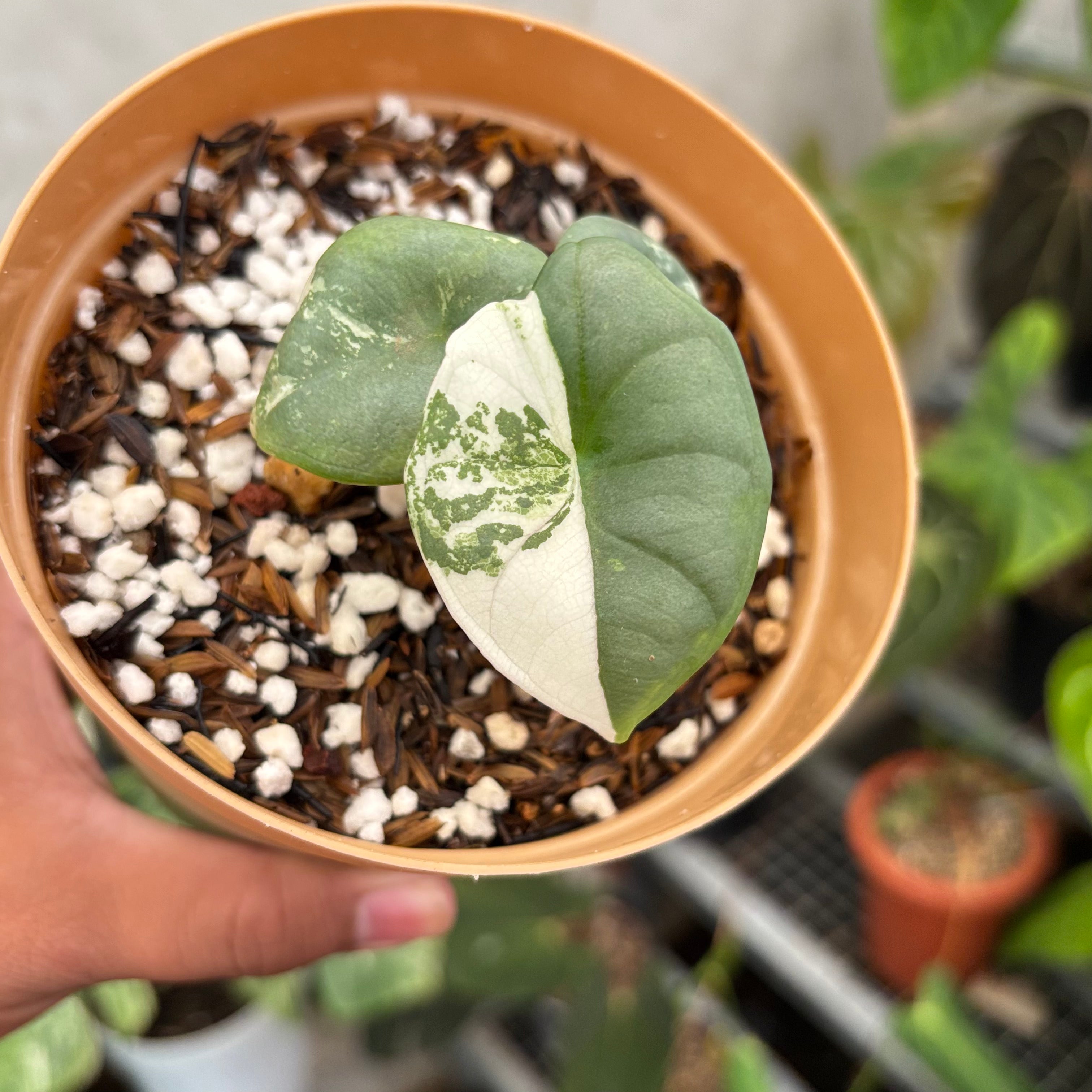 Alocasia Nebula Albo