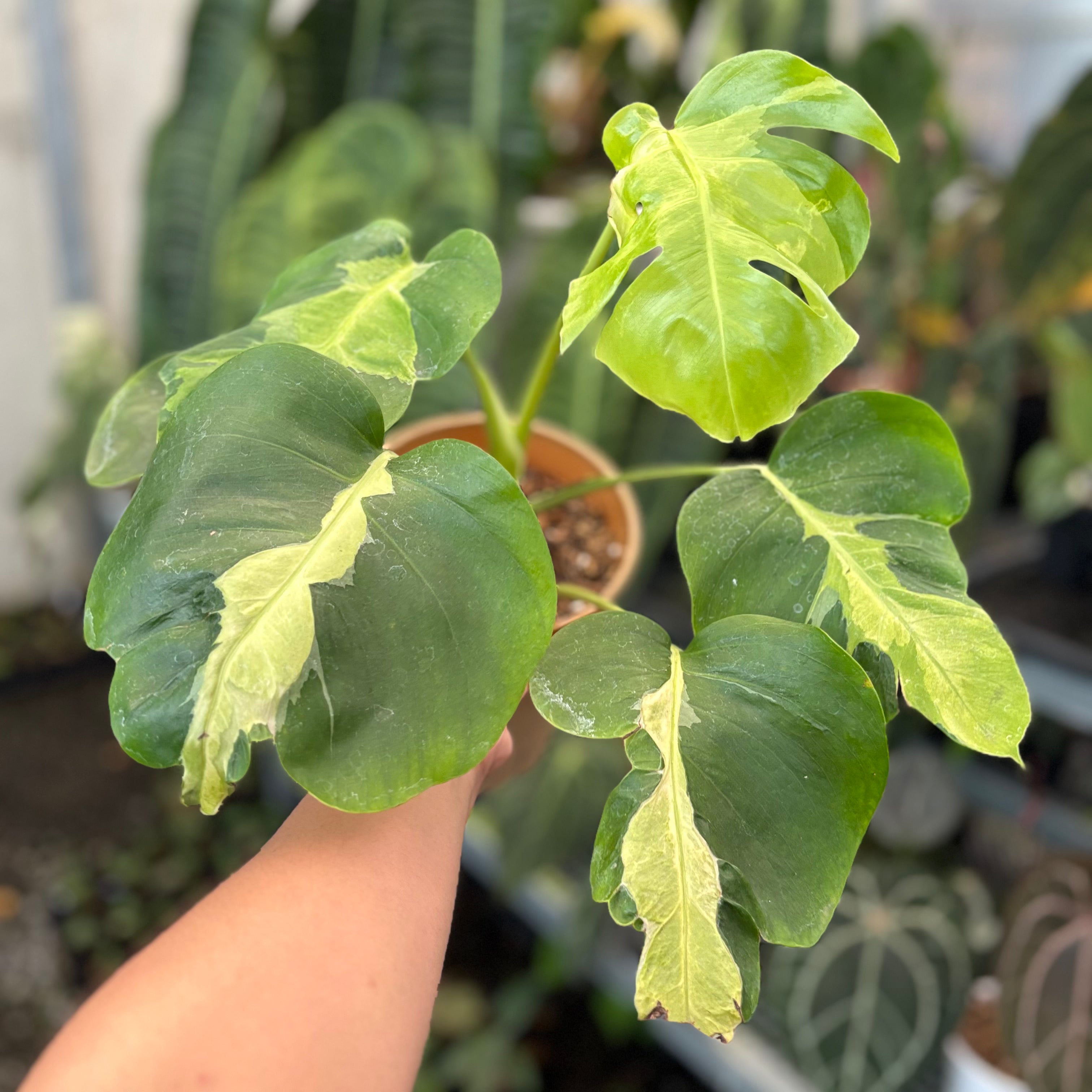 monstera white lava Monstera White Lava