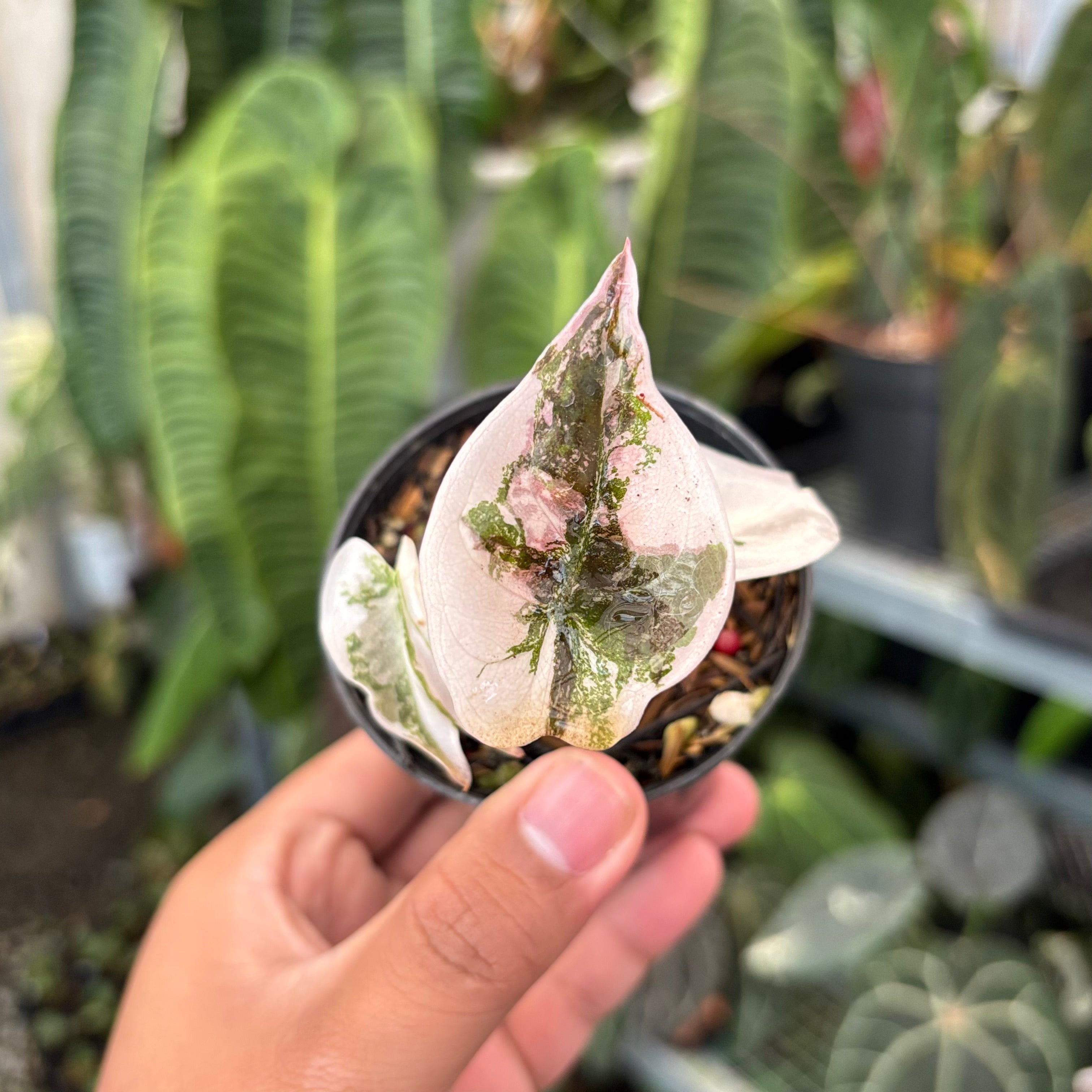 Alocasia Cuprea Pink Variegated – Greenspaces.id