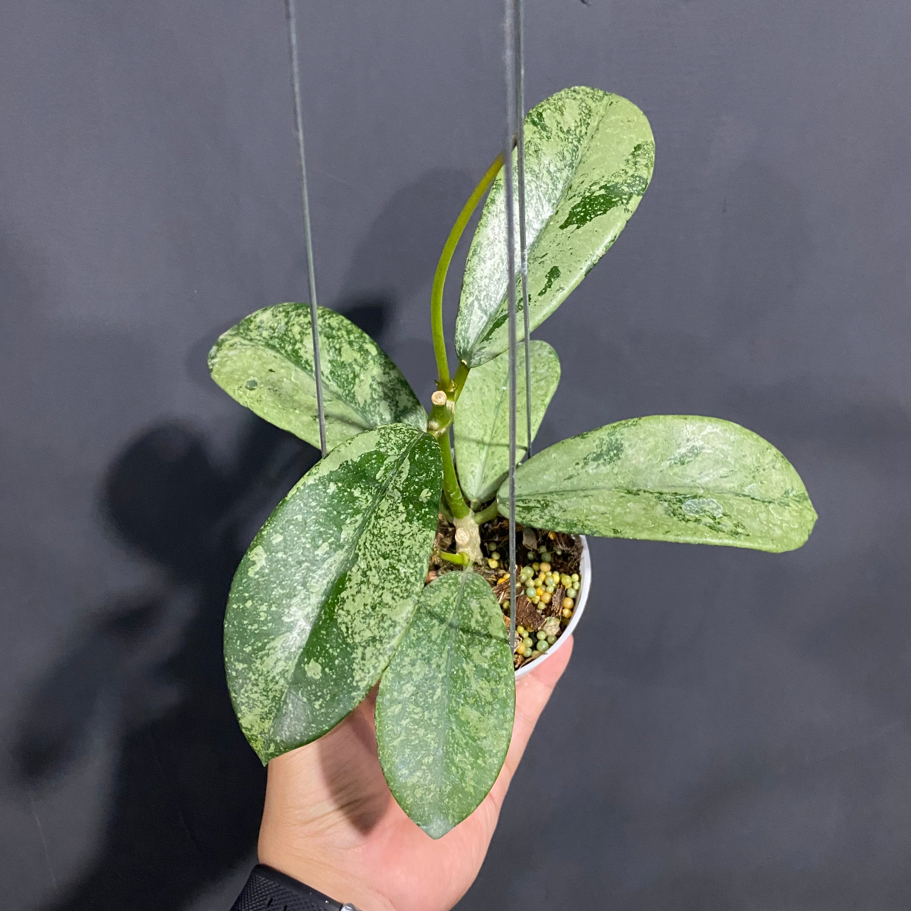Hoya Diversifolia Silver