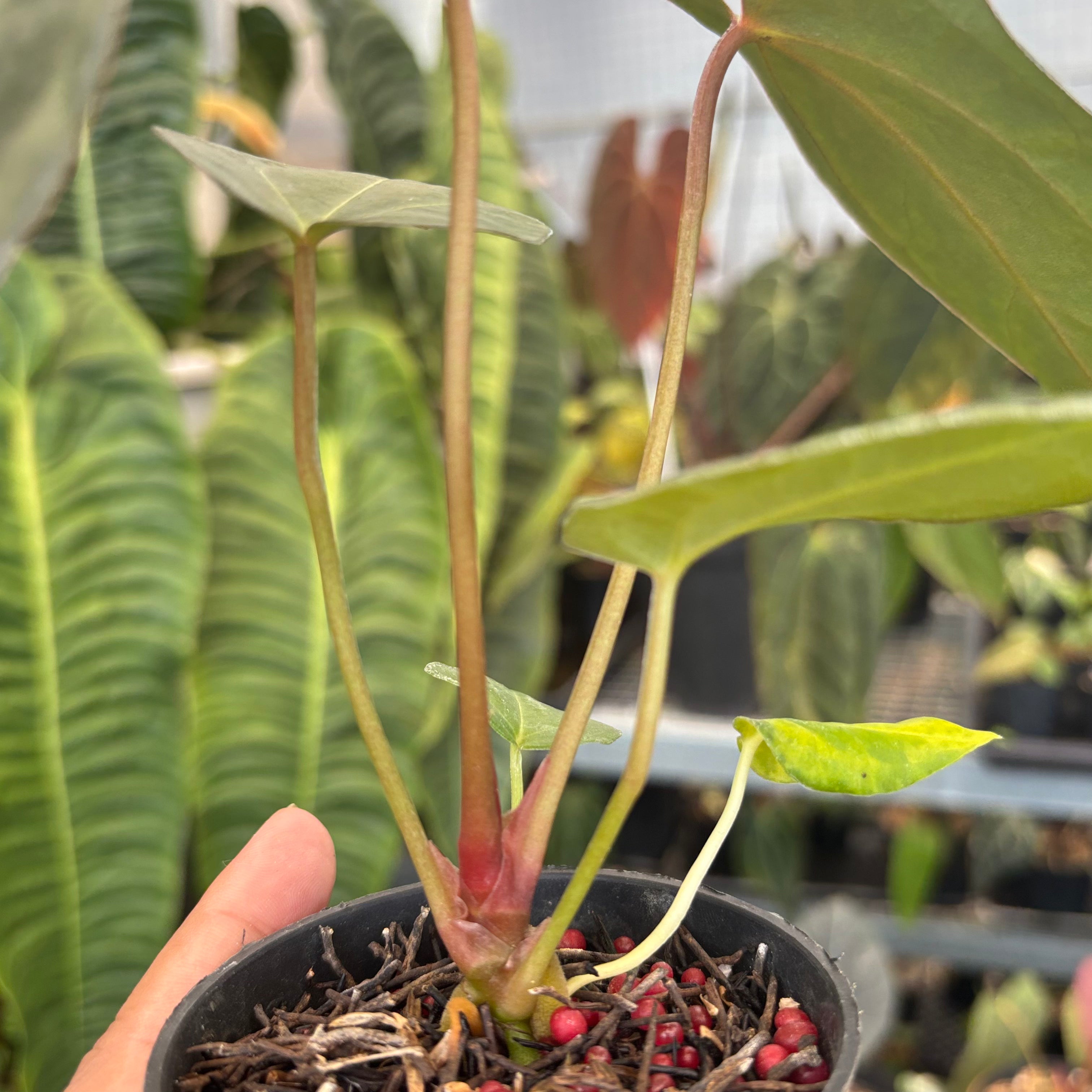 Anthurium FortSherman x Red Crystallinum