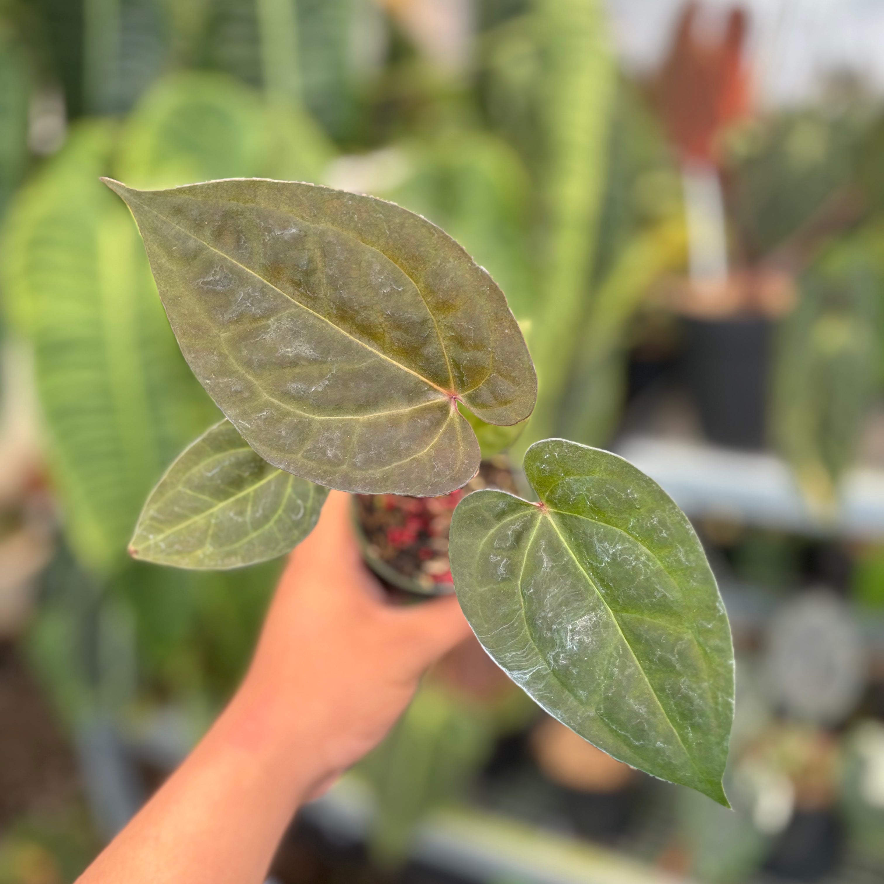Anthurium Night Queen x Red Crystal