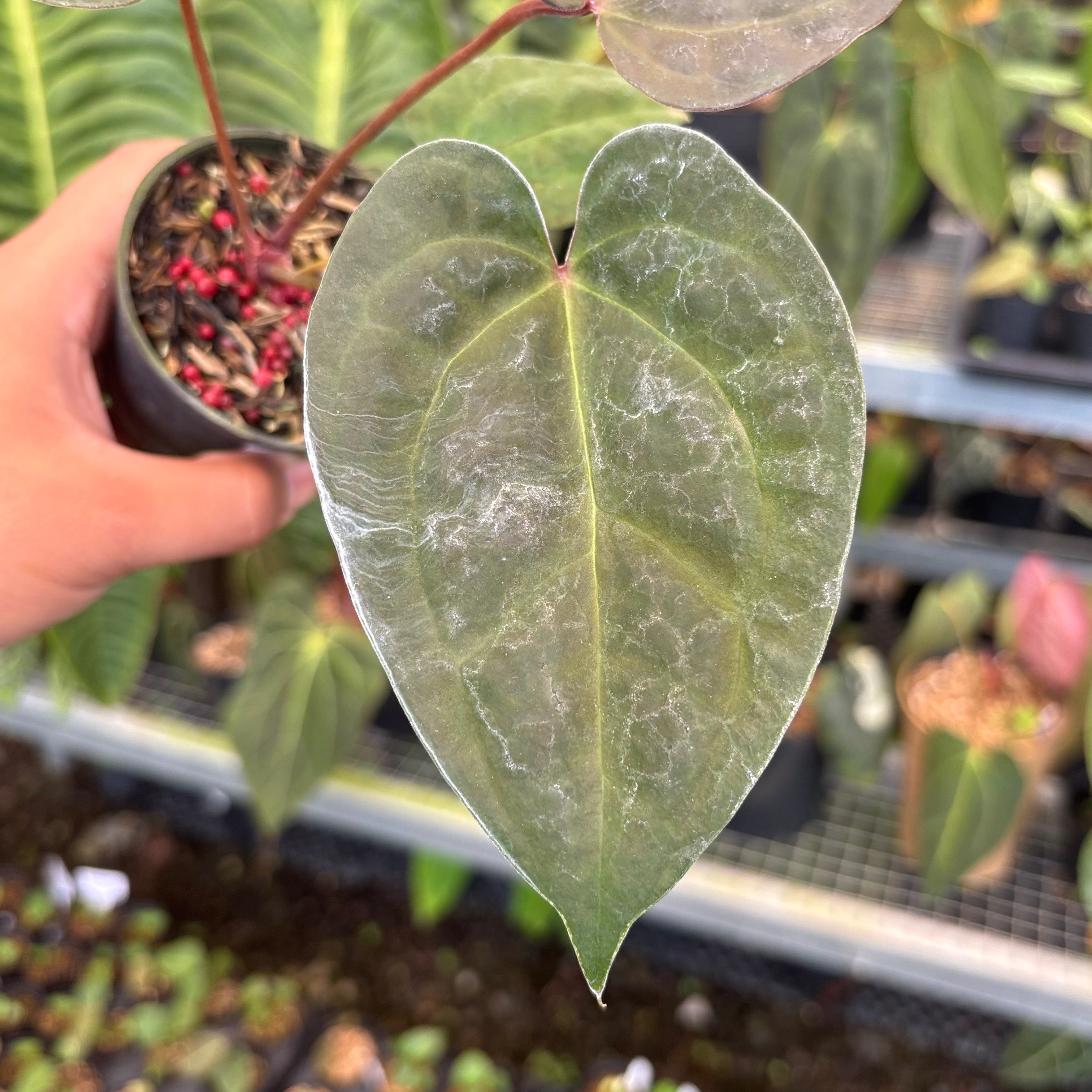 Anthurium Night Queen x Red Crystal