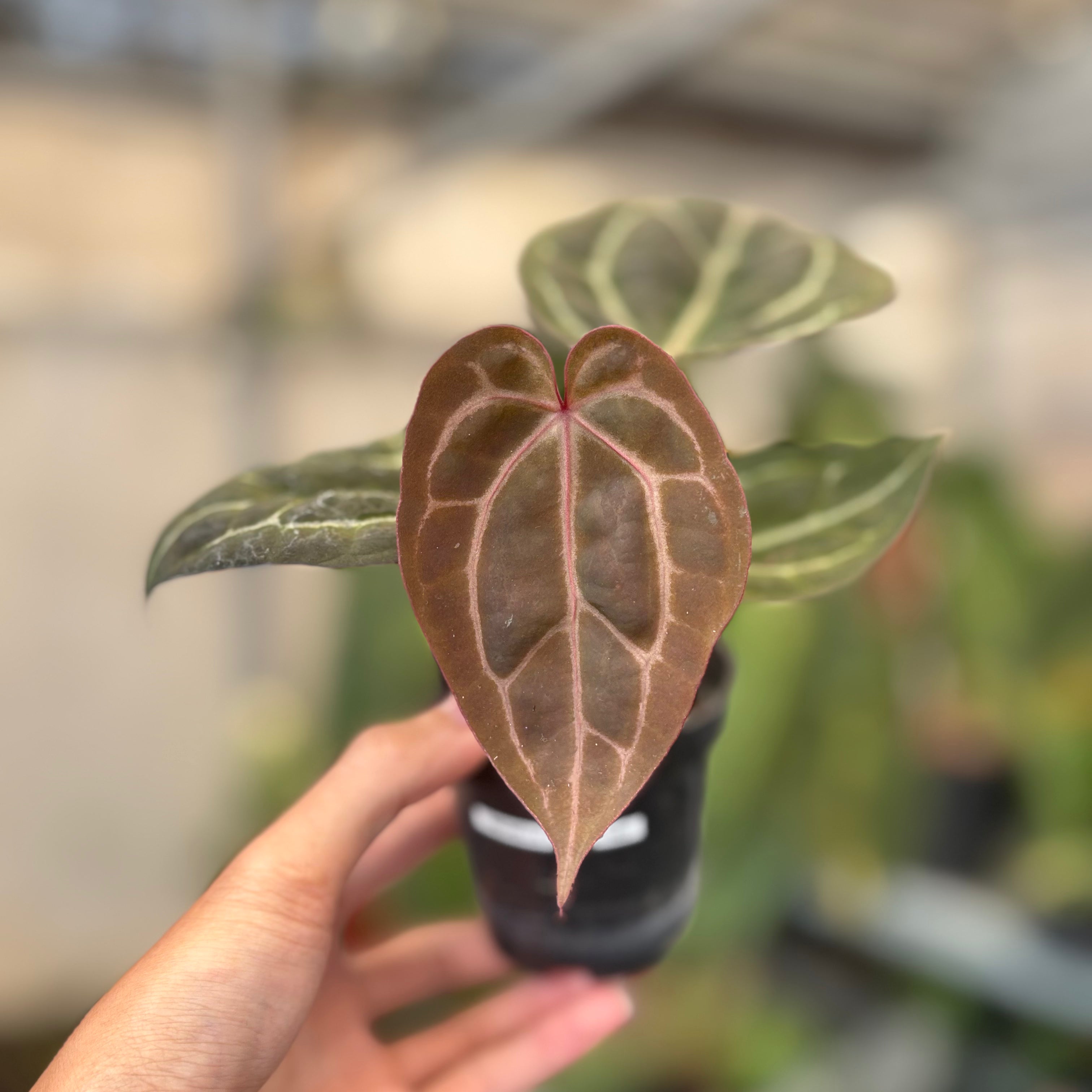 Anthurium Michelle x BVIT Zara Michelle Red