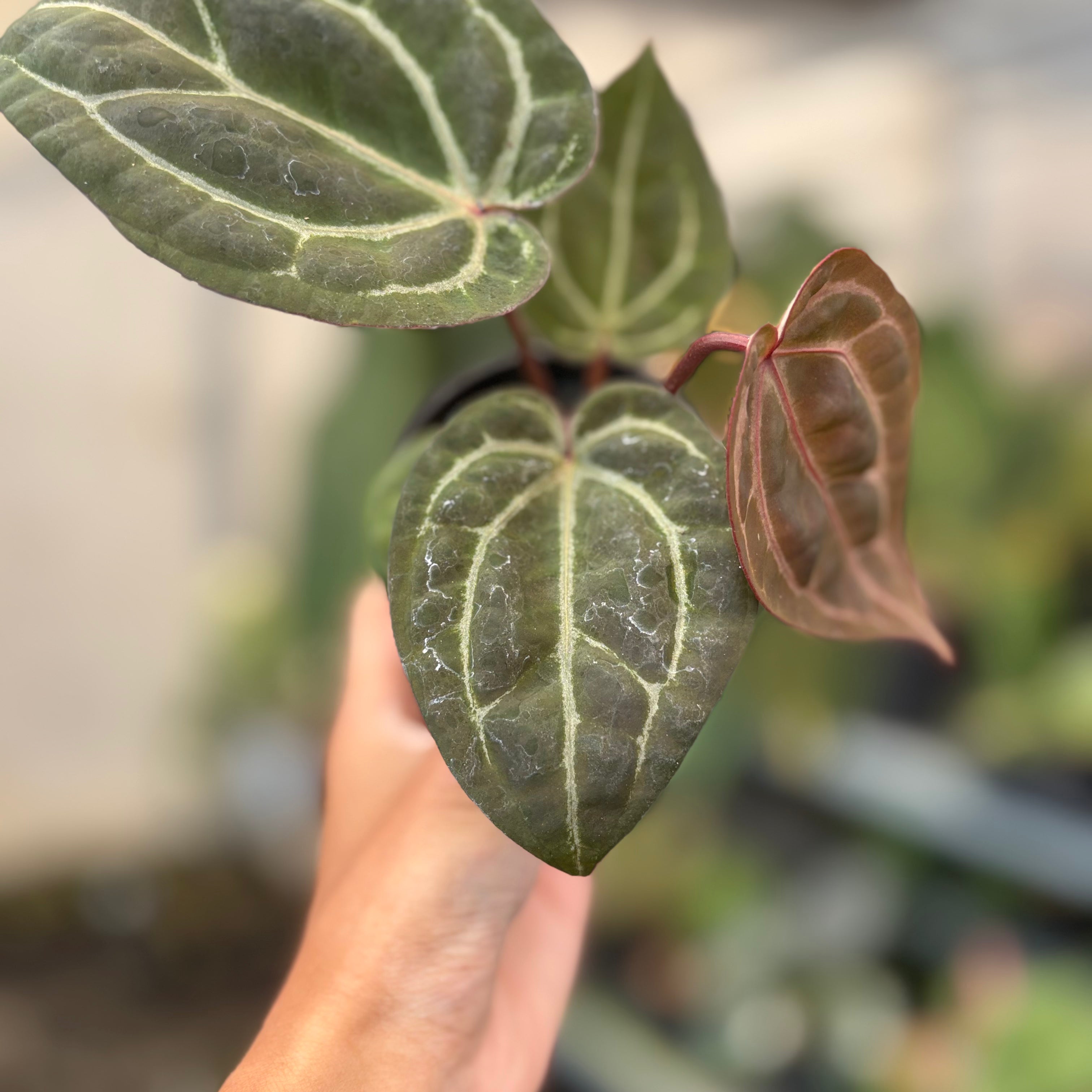 Anthurium Michelle x BVIT Zara Michelle Red