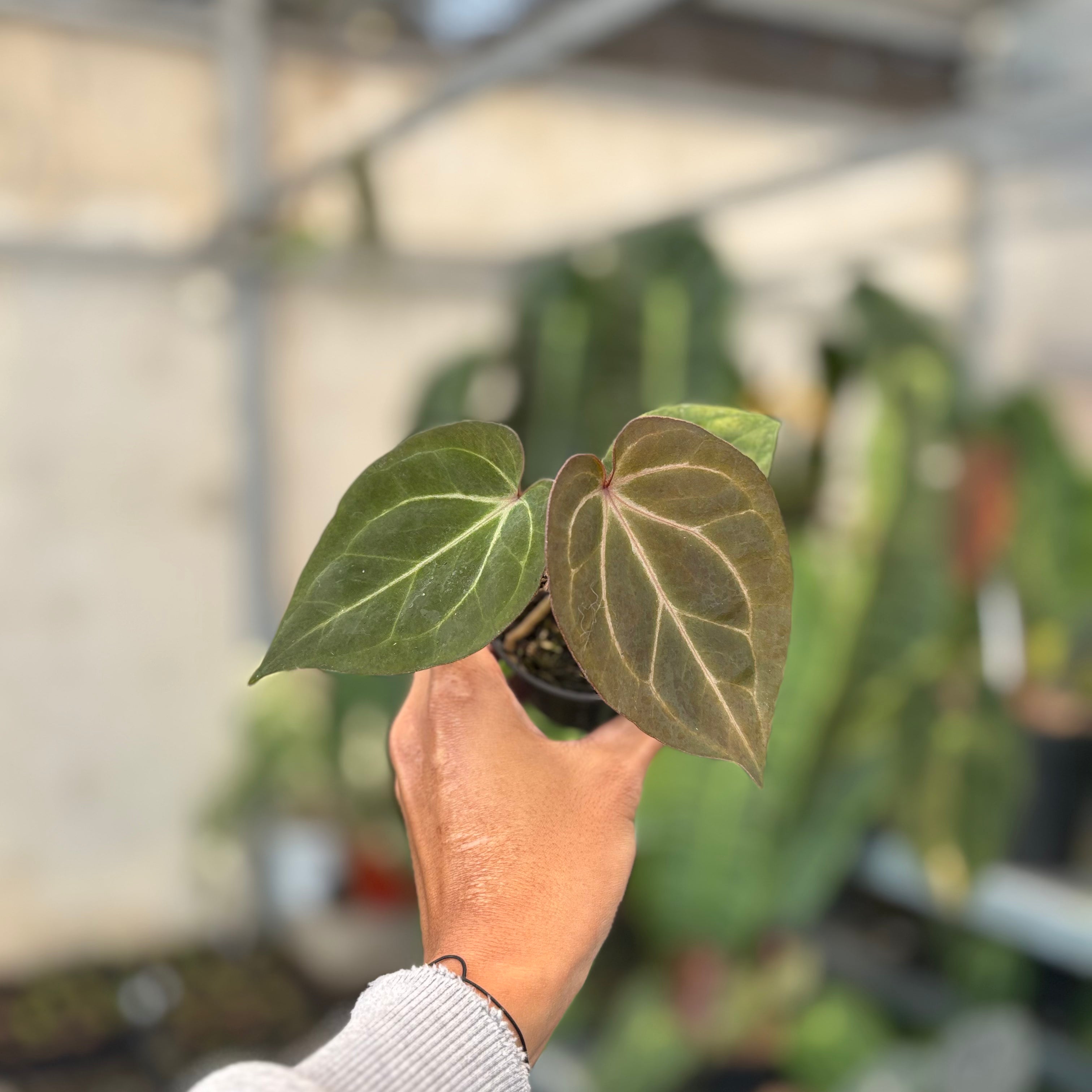Anthurium Angela x Black Widow – Greenspaces.id