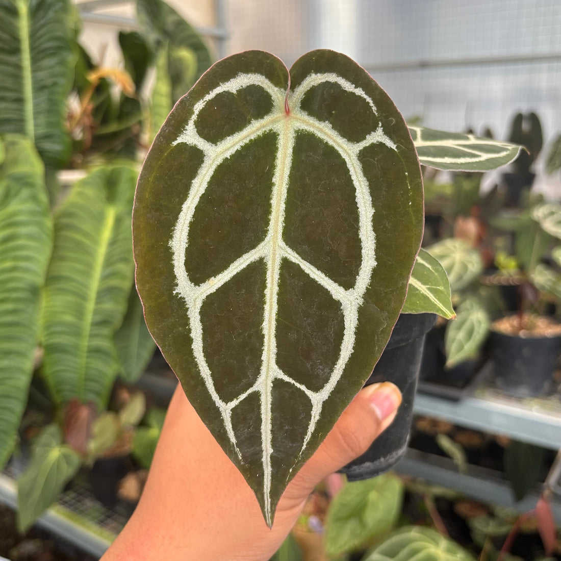 Anthurium Panglima x BVIT x Zara Michelle