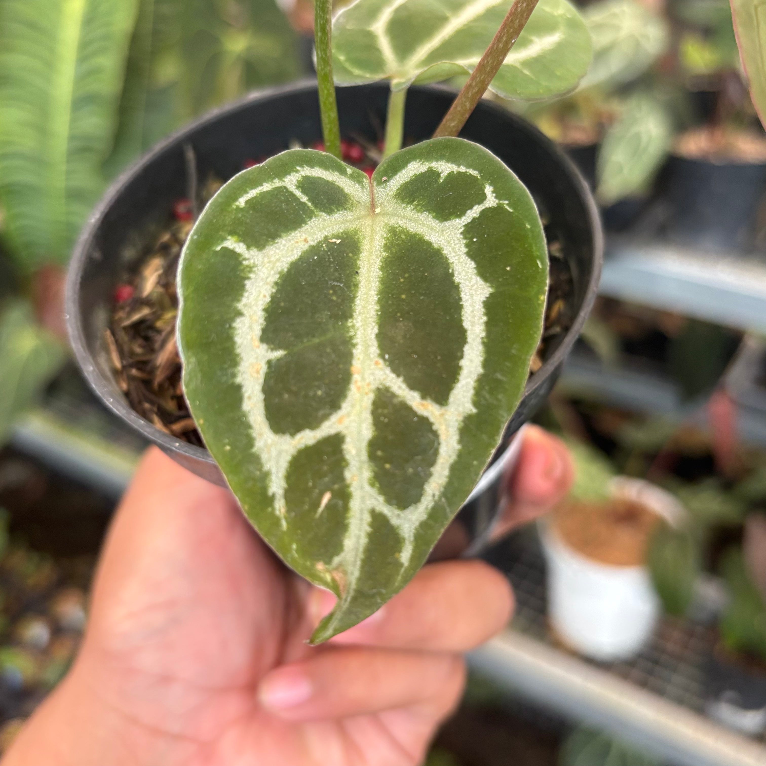 Anthurium Panglima x BVIT x Zara Michelle