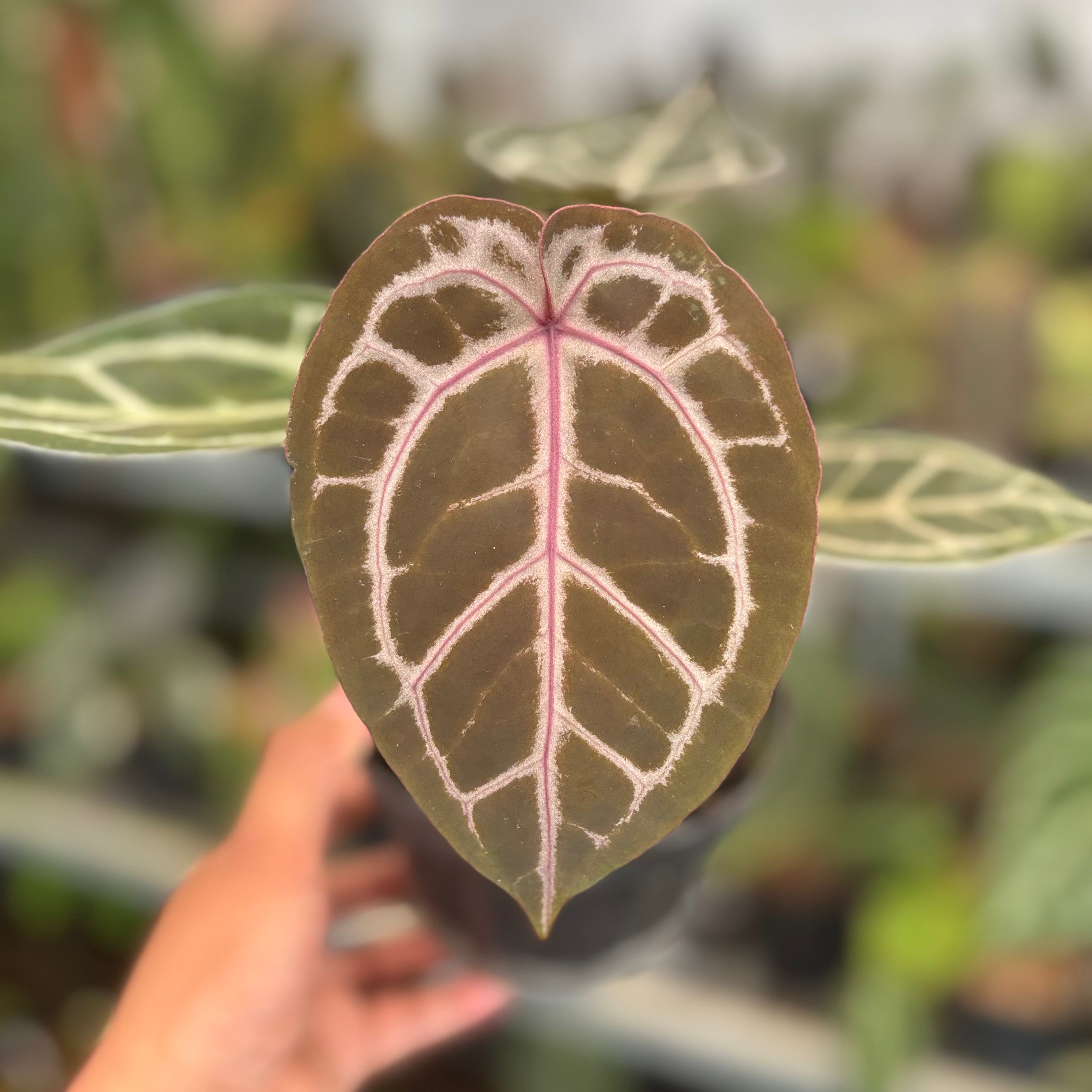 Anthurium HU x Red x Michelle x Torto