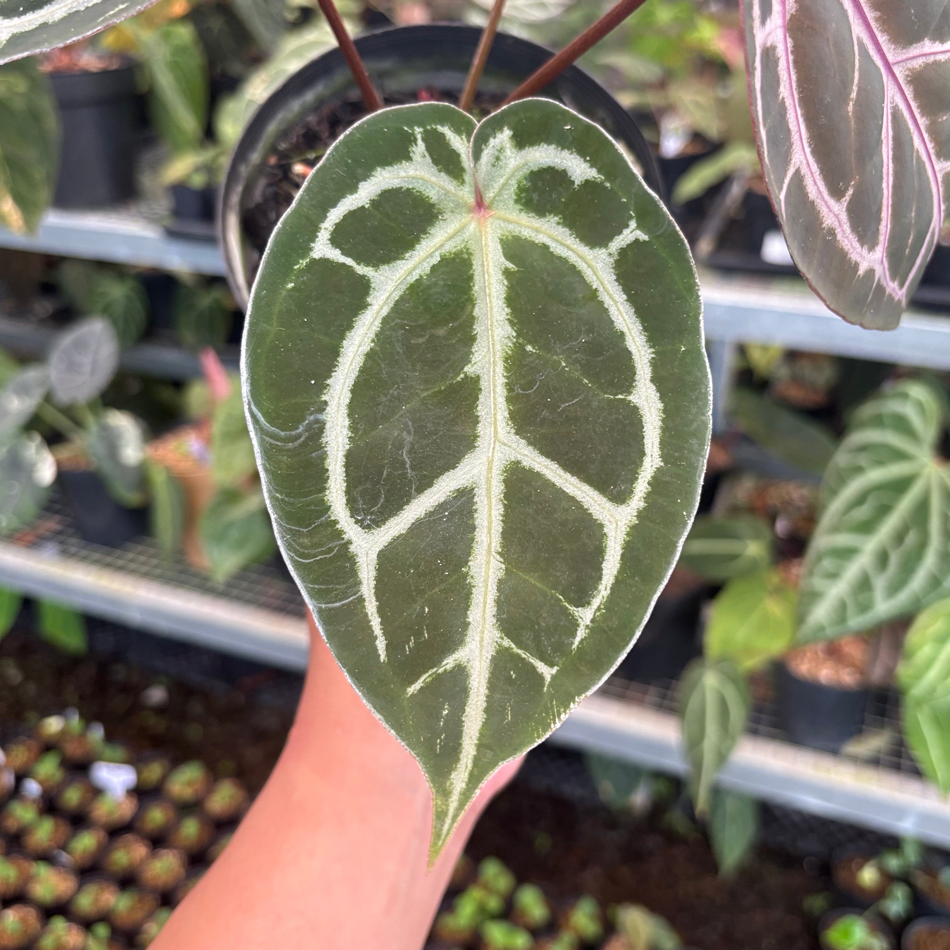 Anthurium HU x Red x Michelle x Torto