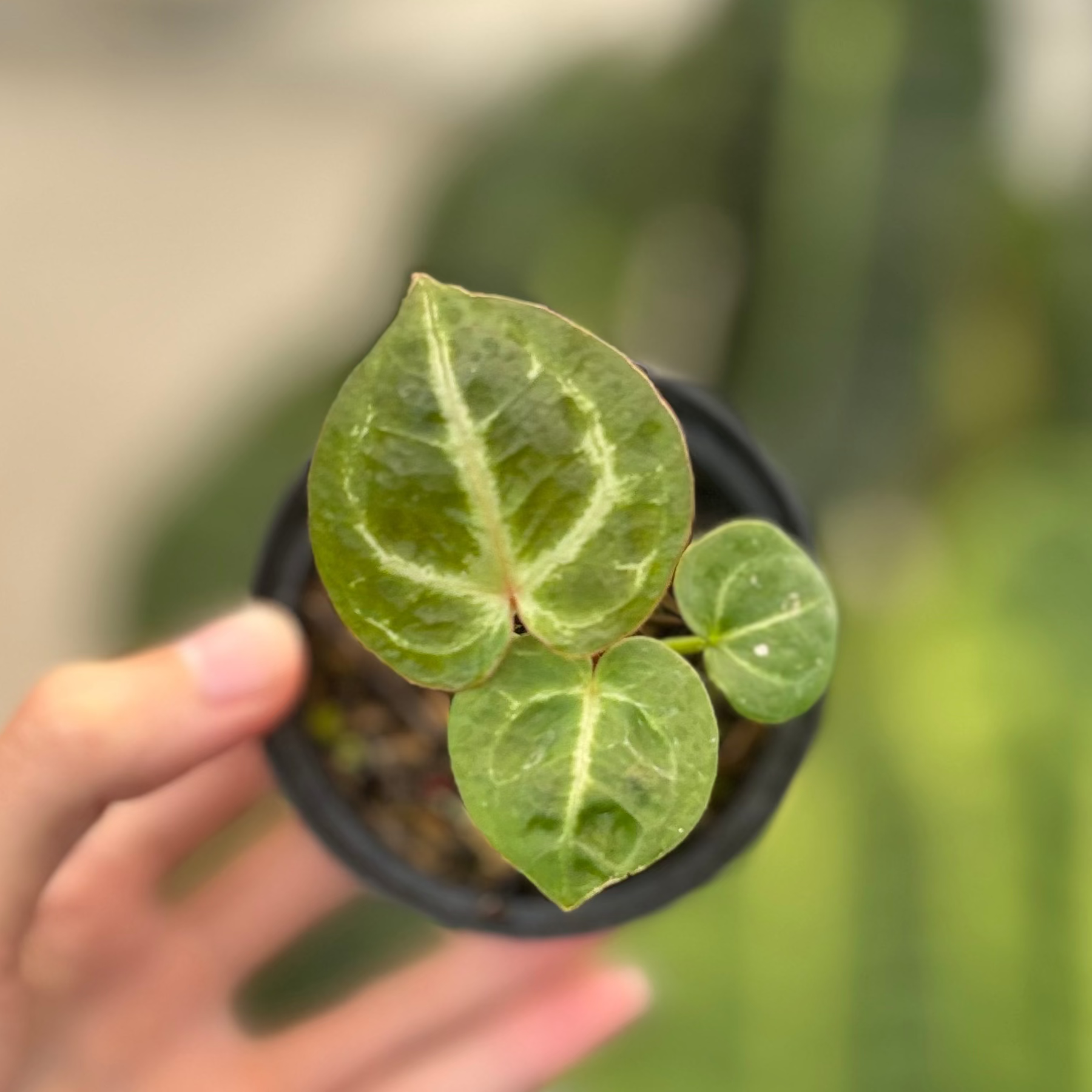 Anthurium TSG x King Of Spades