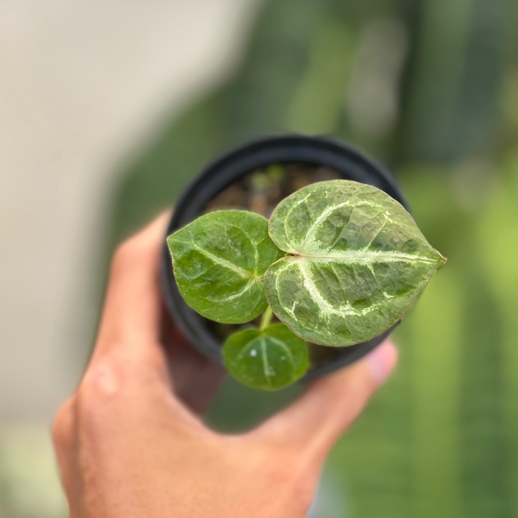 Anthurium TSG x King Of Spades