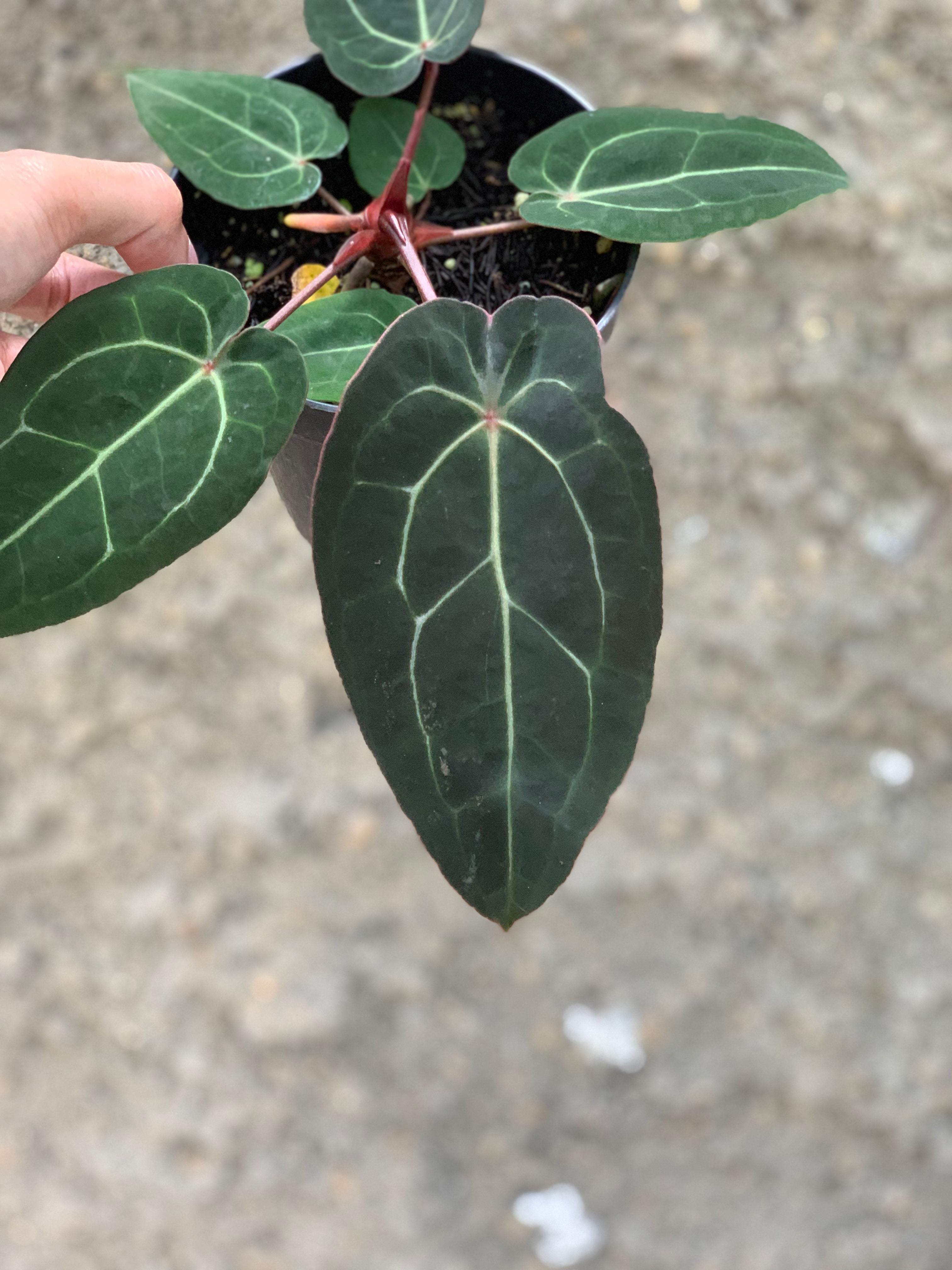 Anthurium forgetti x (michelle x tirtoise grey)