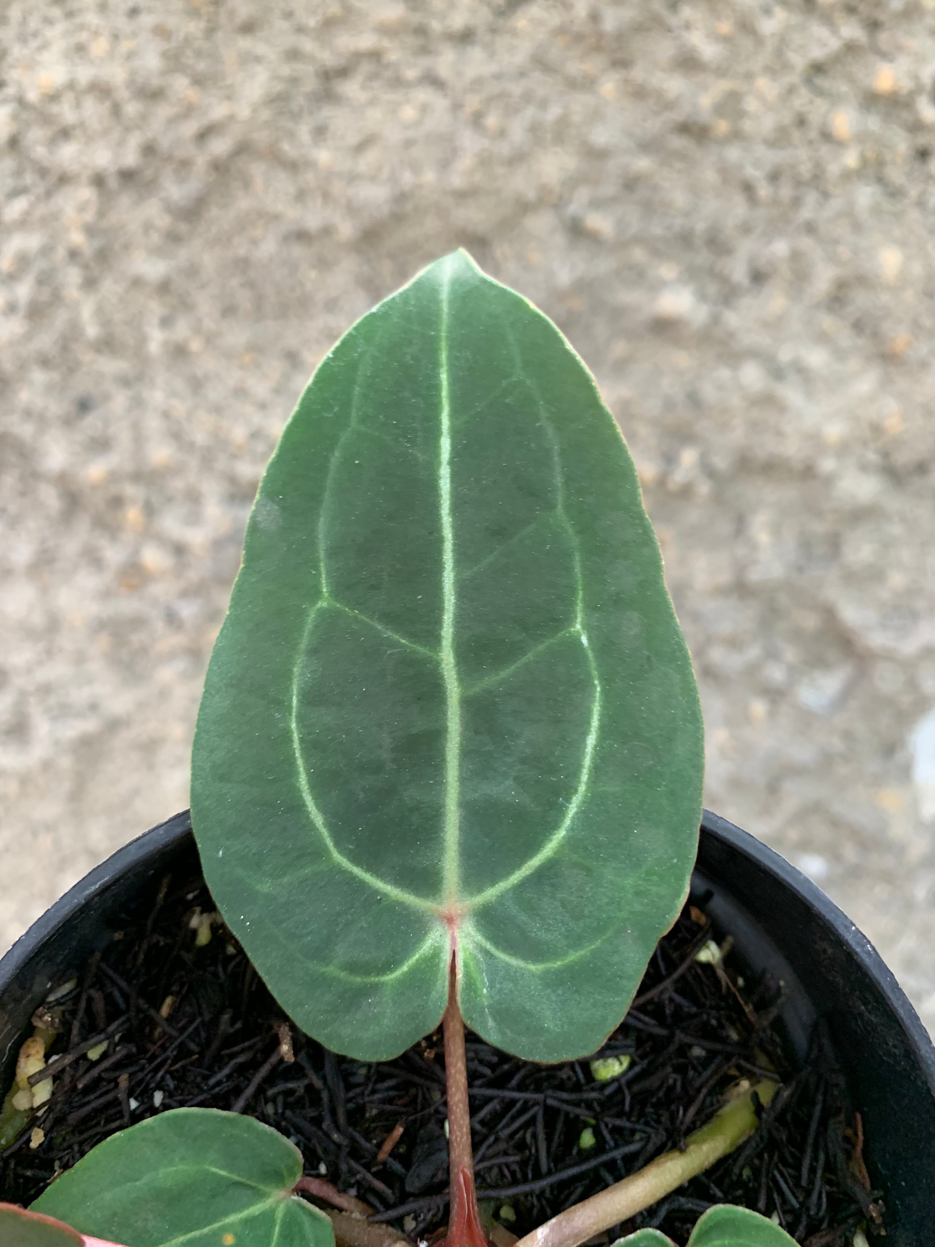 Anthurium forgetti x (michelle x tirtoise grey)