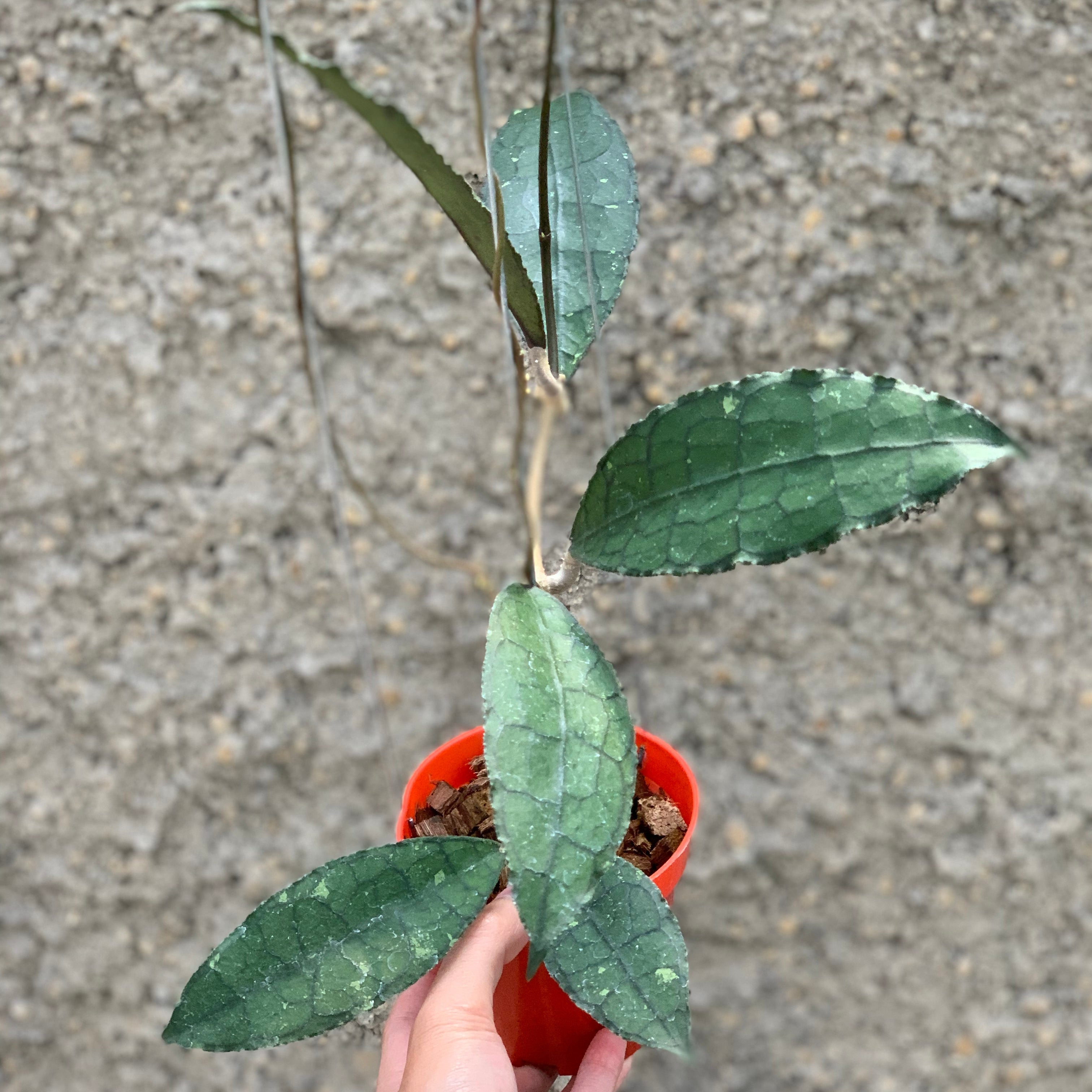 Hoya Clemensiorum Green