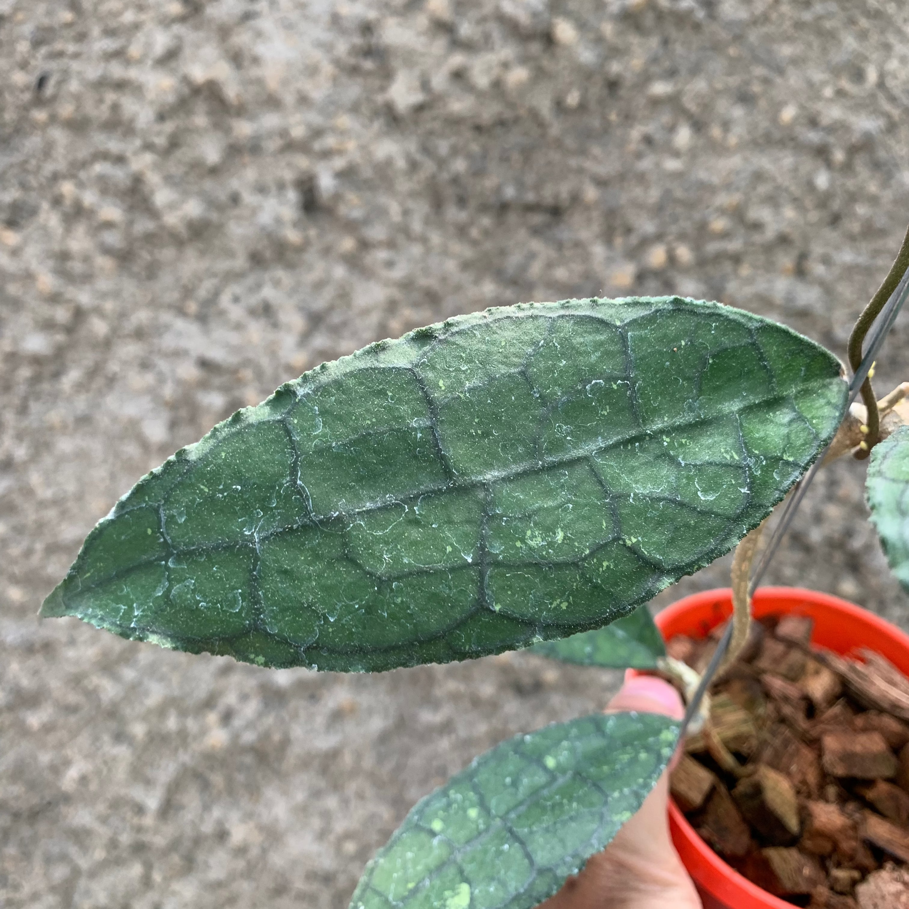 Hoya Clemensiorum Green