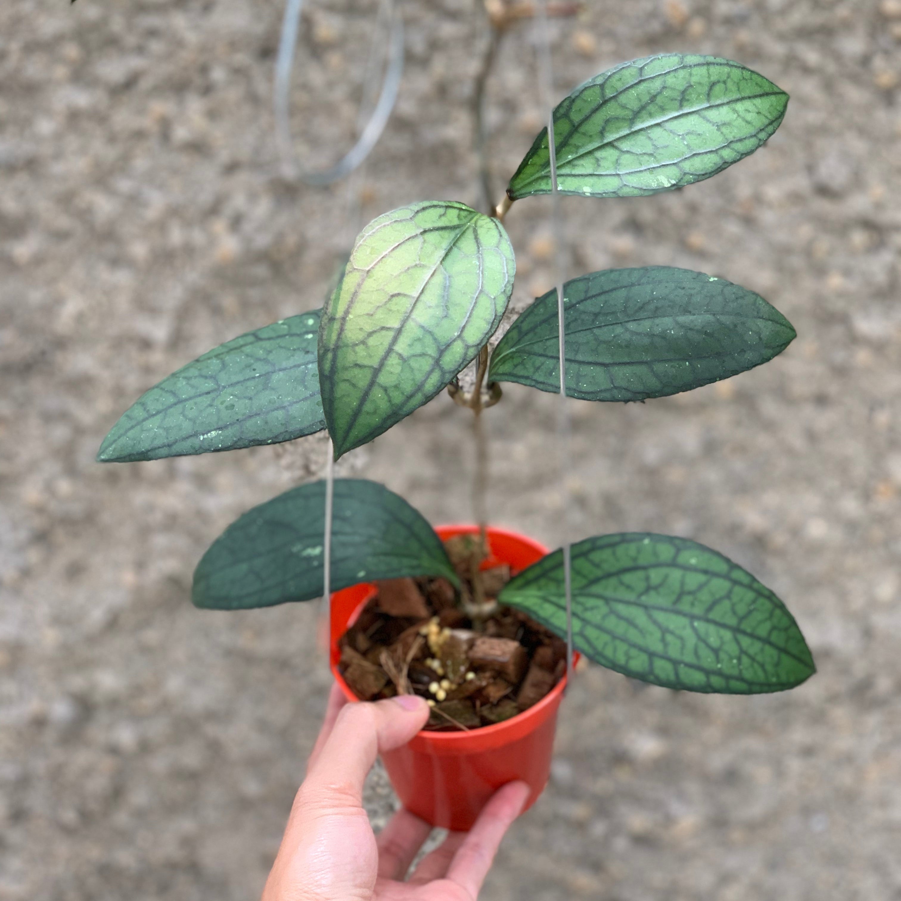 Hoya vitellinoides Sp Sumatra