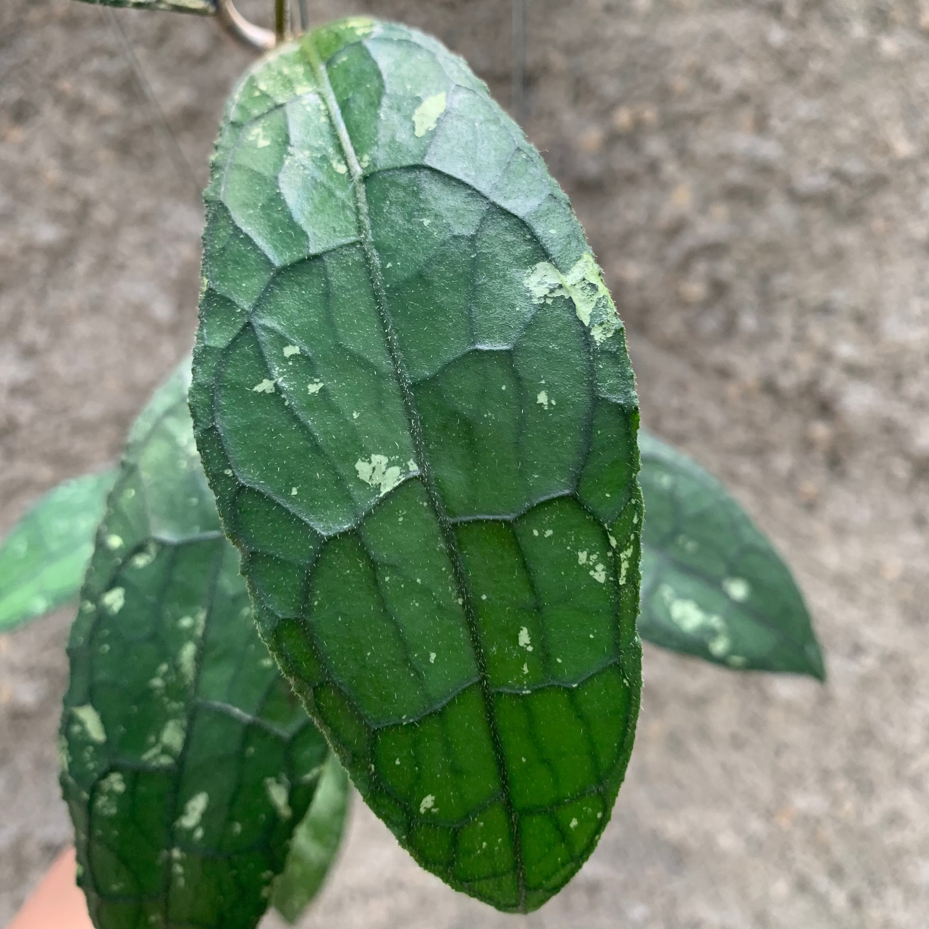 Hoya Clemensiorum Aceh