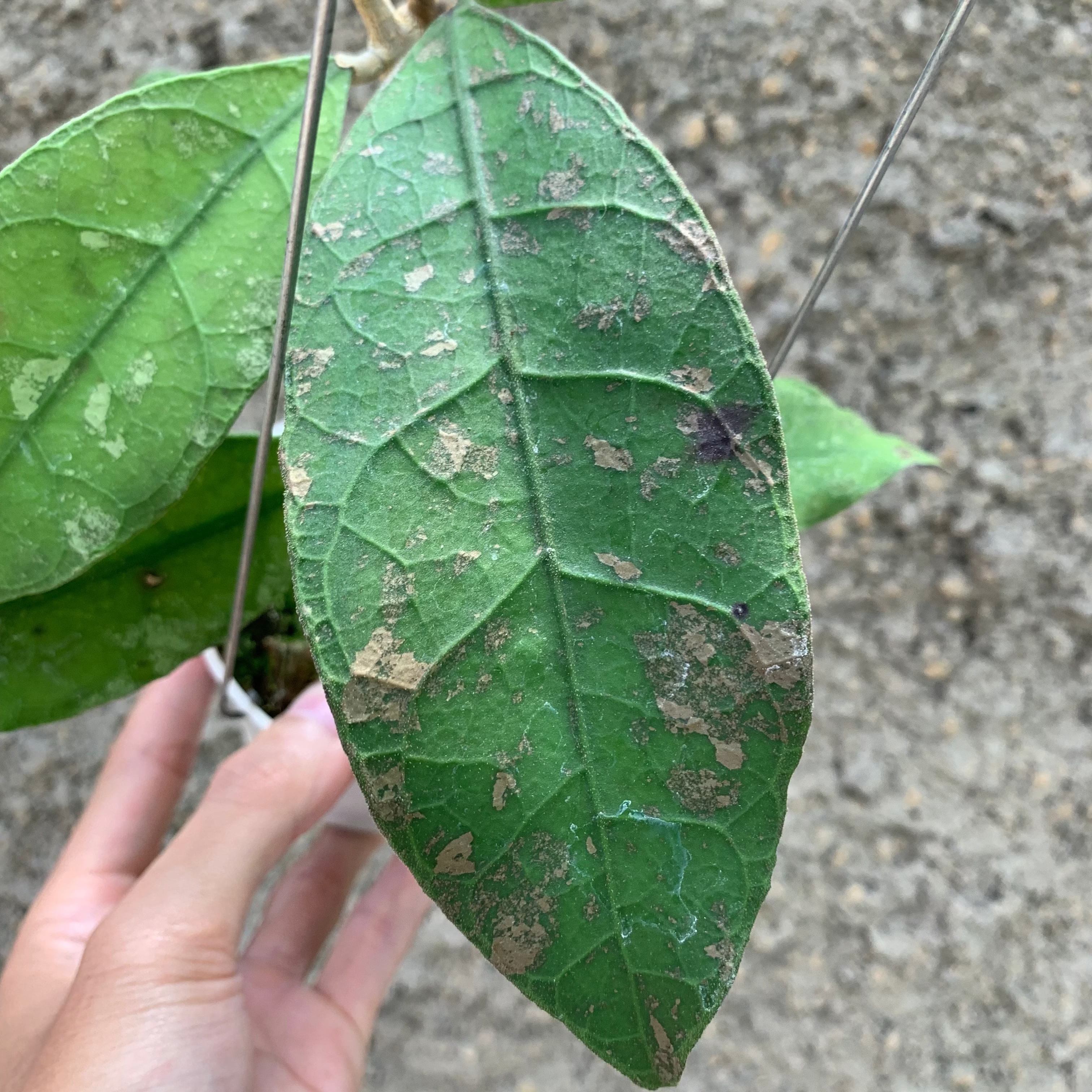 Hoya Lambii