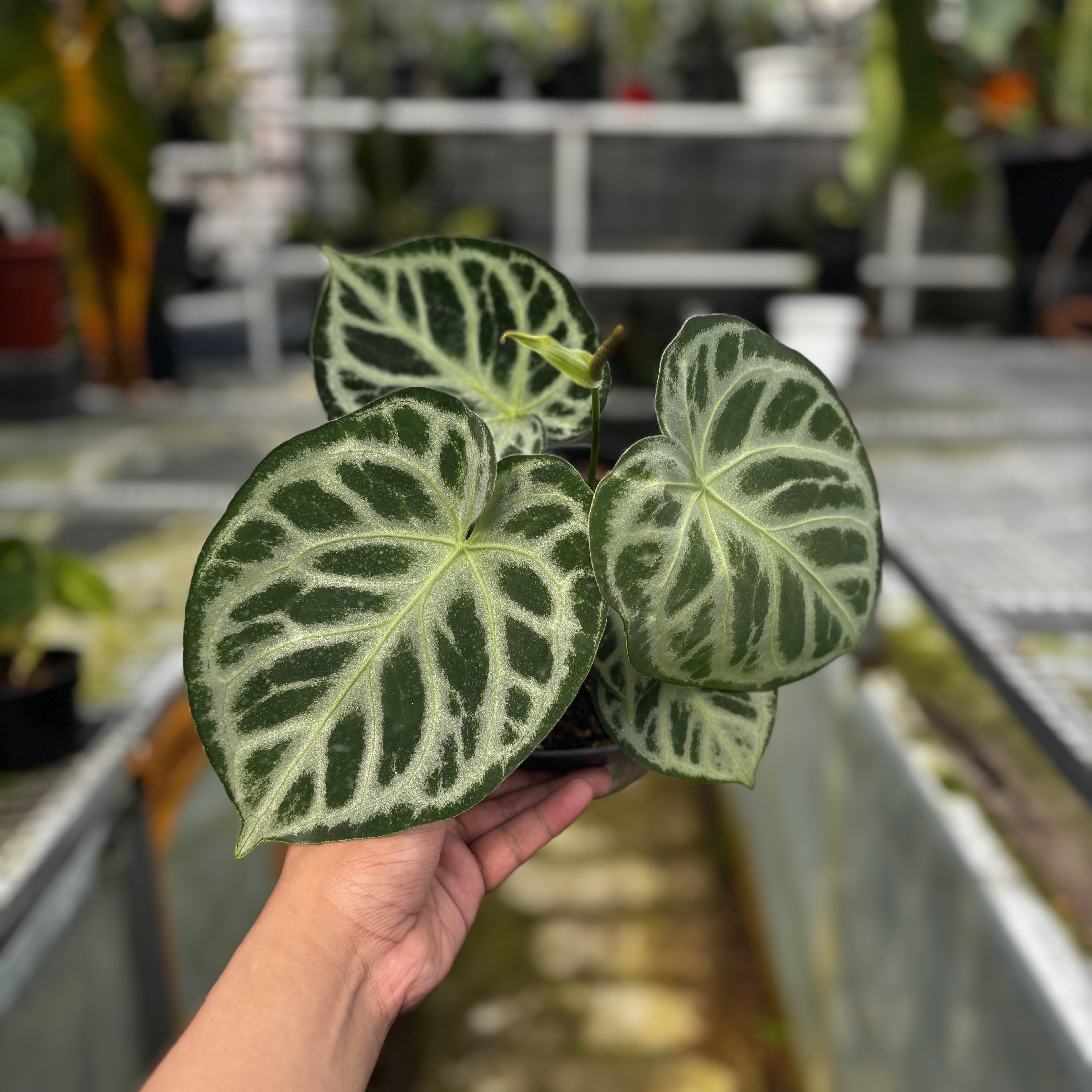 RP026-5 Alocasia Dorayaki silver