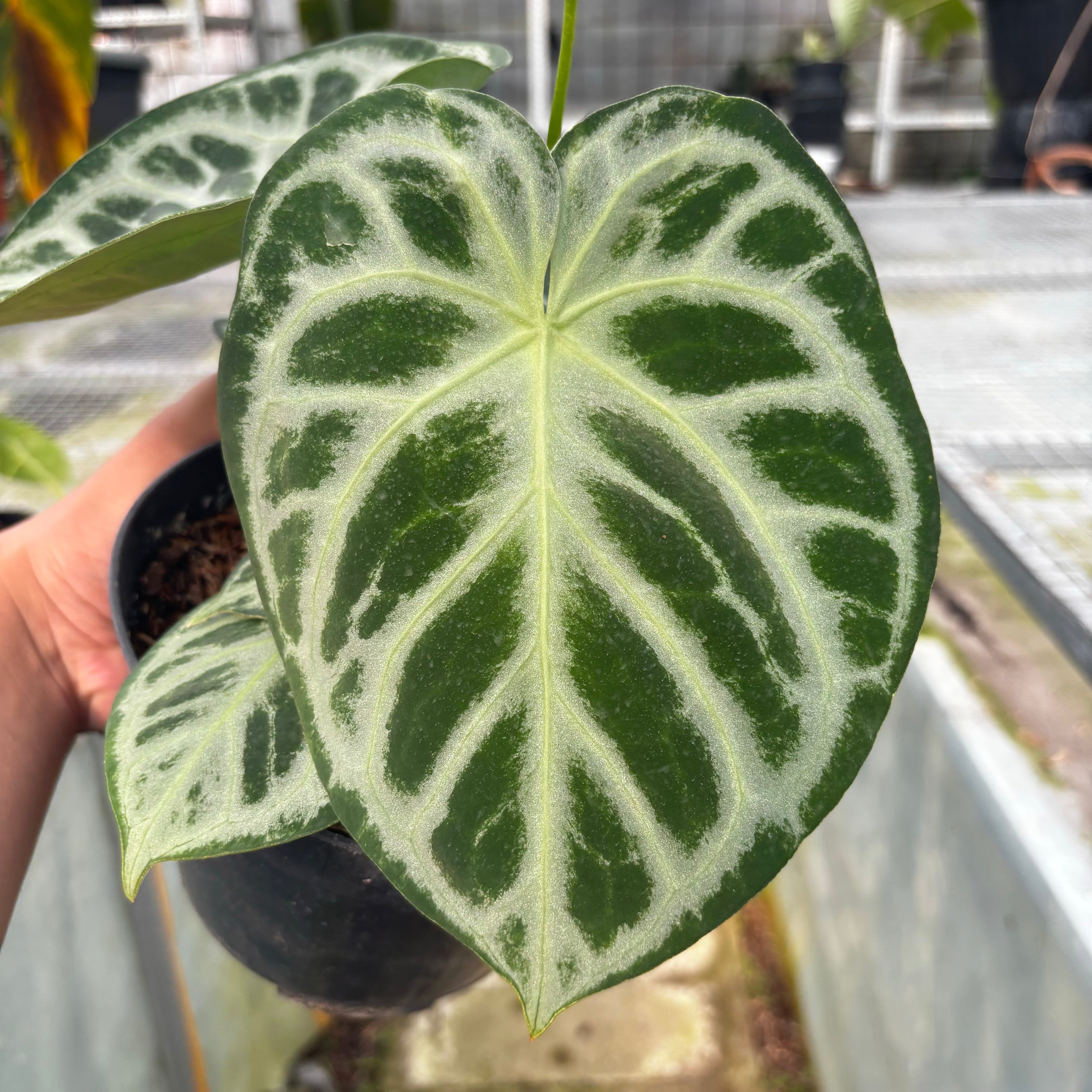 RP026-5 Alocasia Dorayaki silver