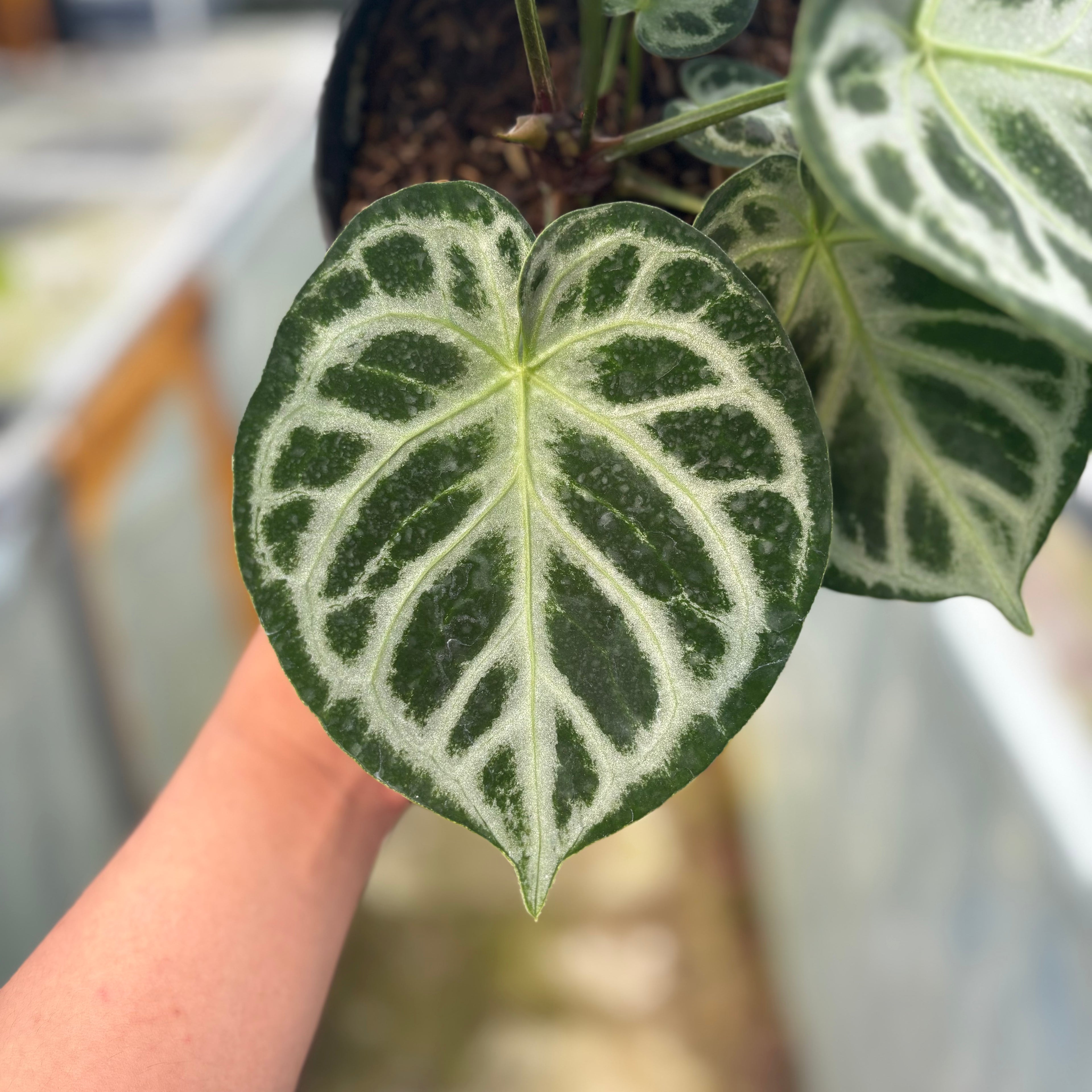 RP026-5 Alocasia Dorayaki silver