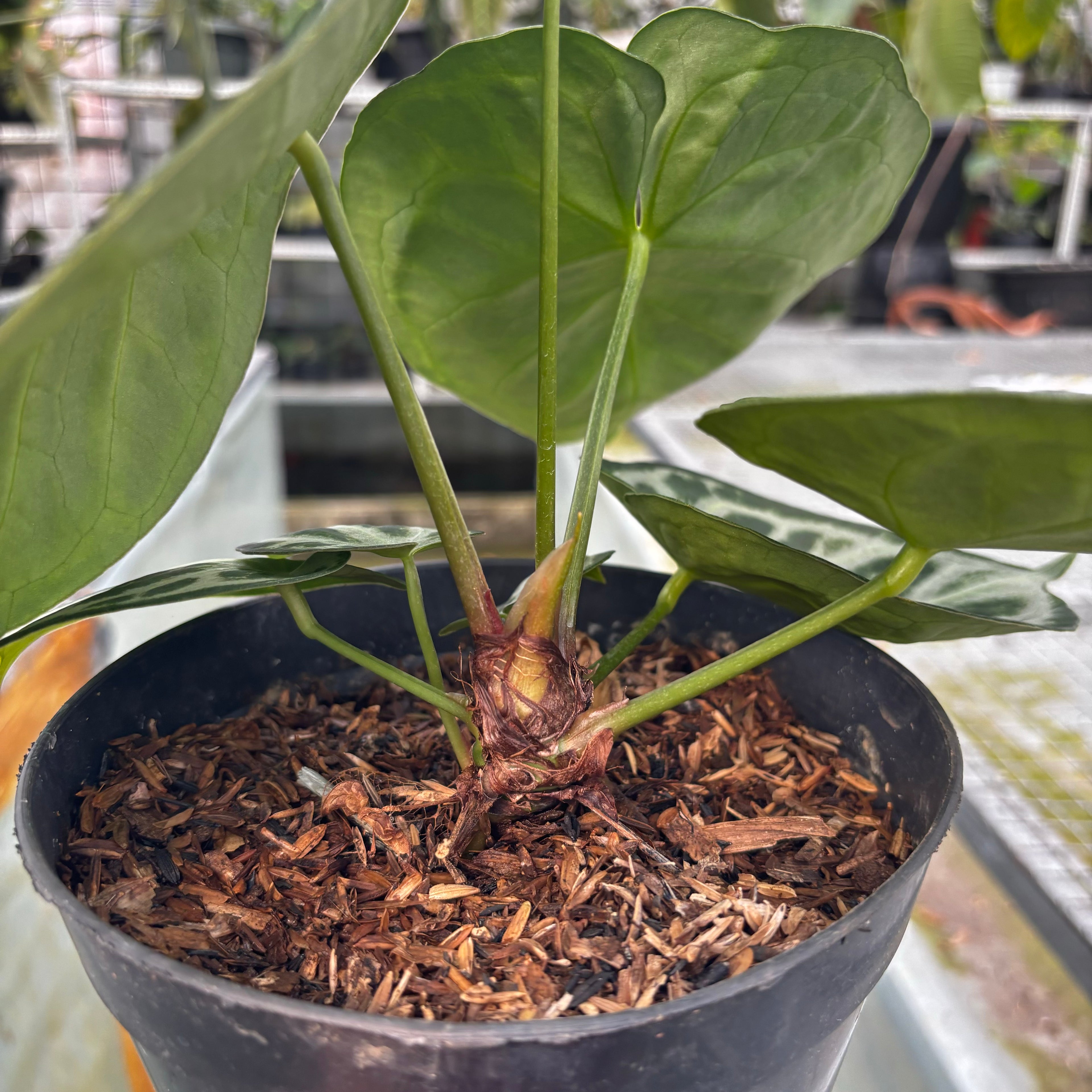 RP026-5 Alocasia Dorayaki silver