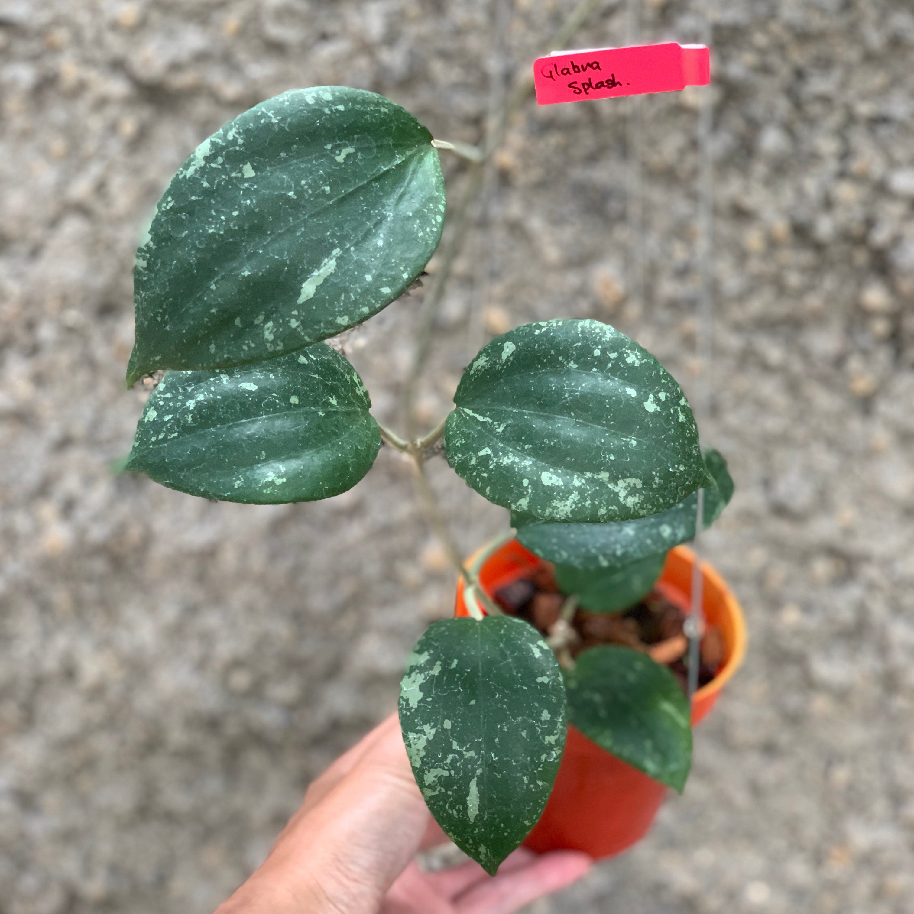Hoya Glabra Splash