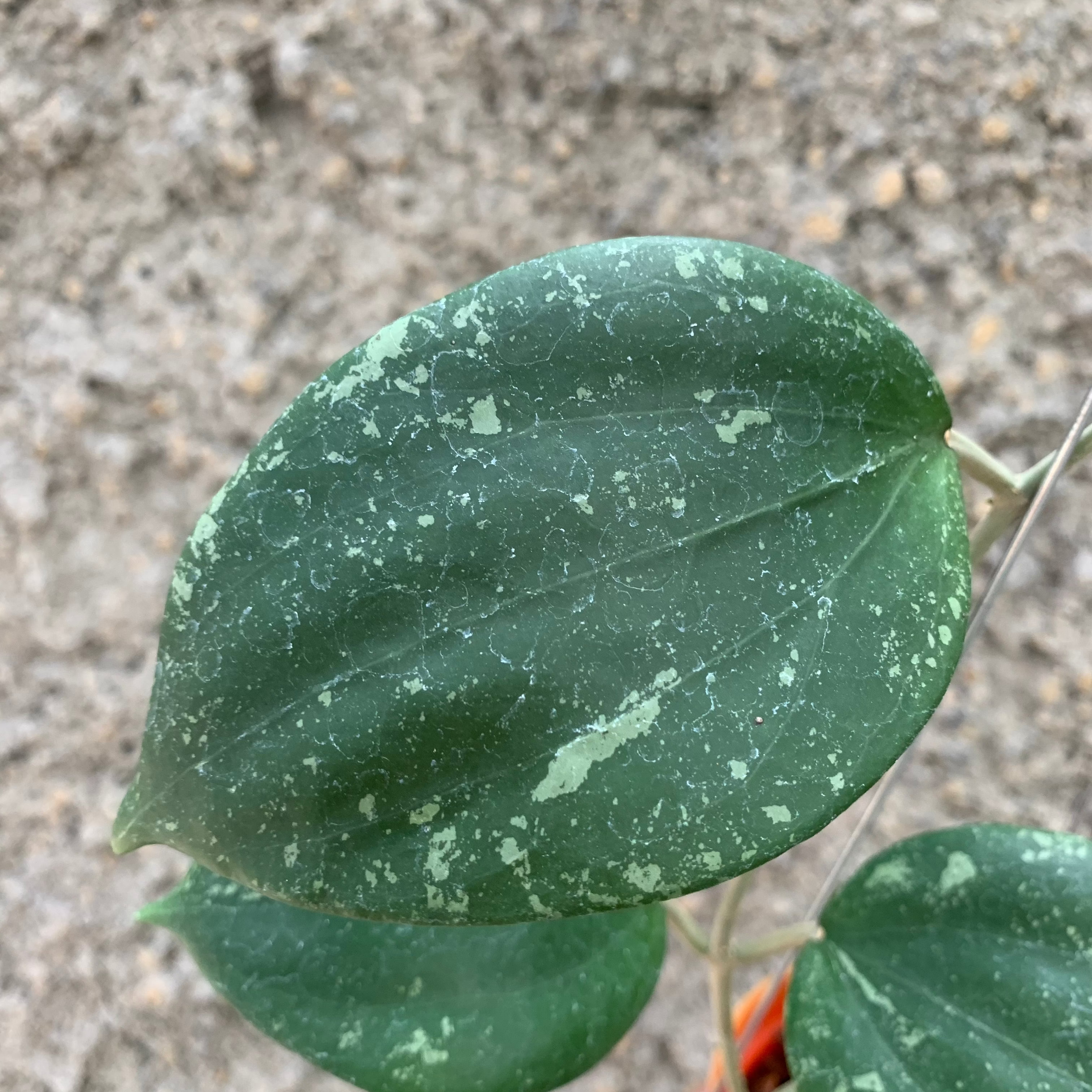Hoya Glabra Splash