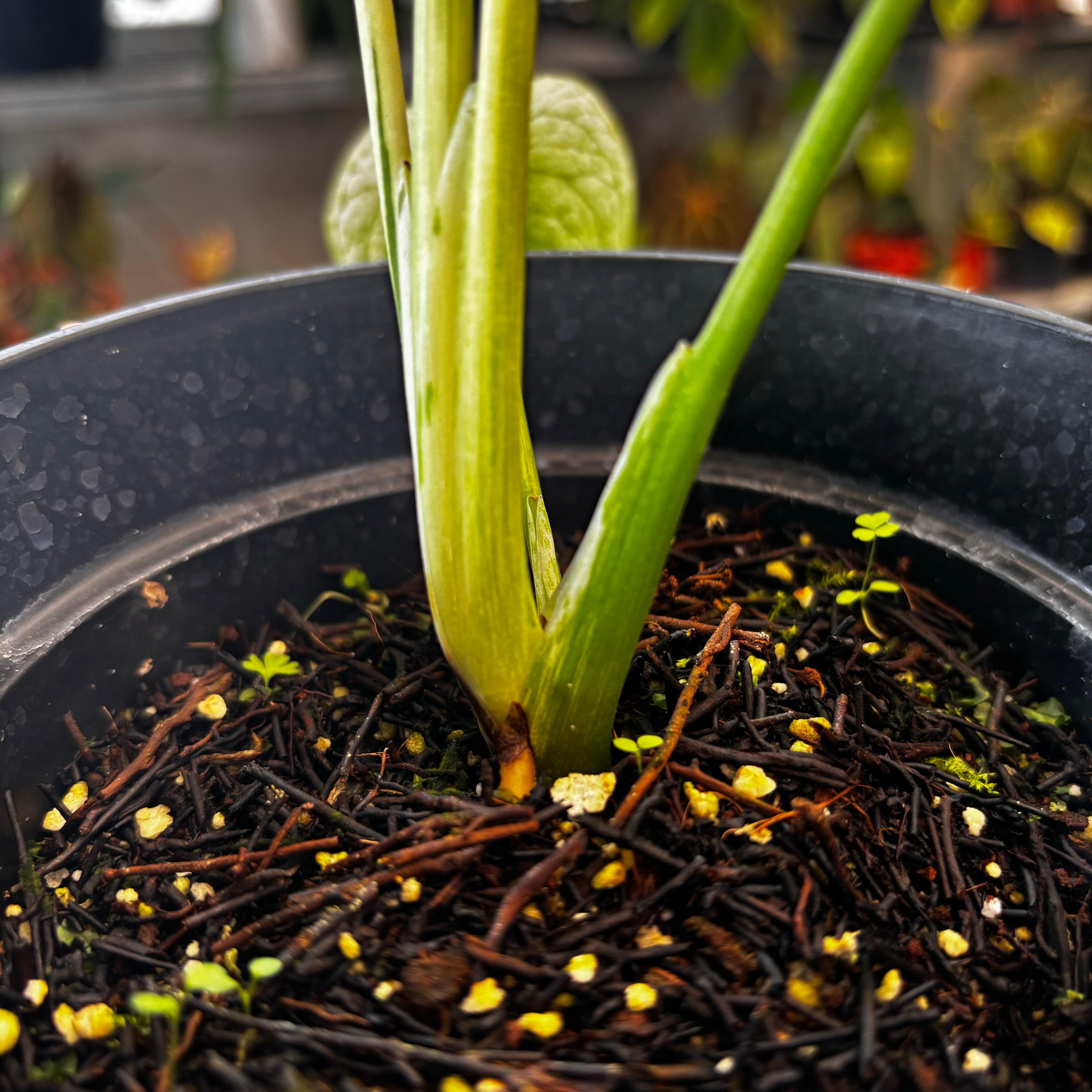 Monstera Silver Star