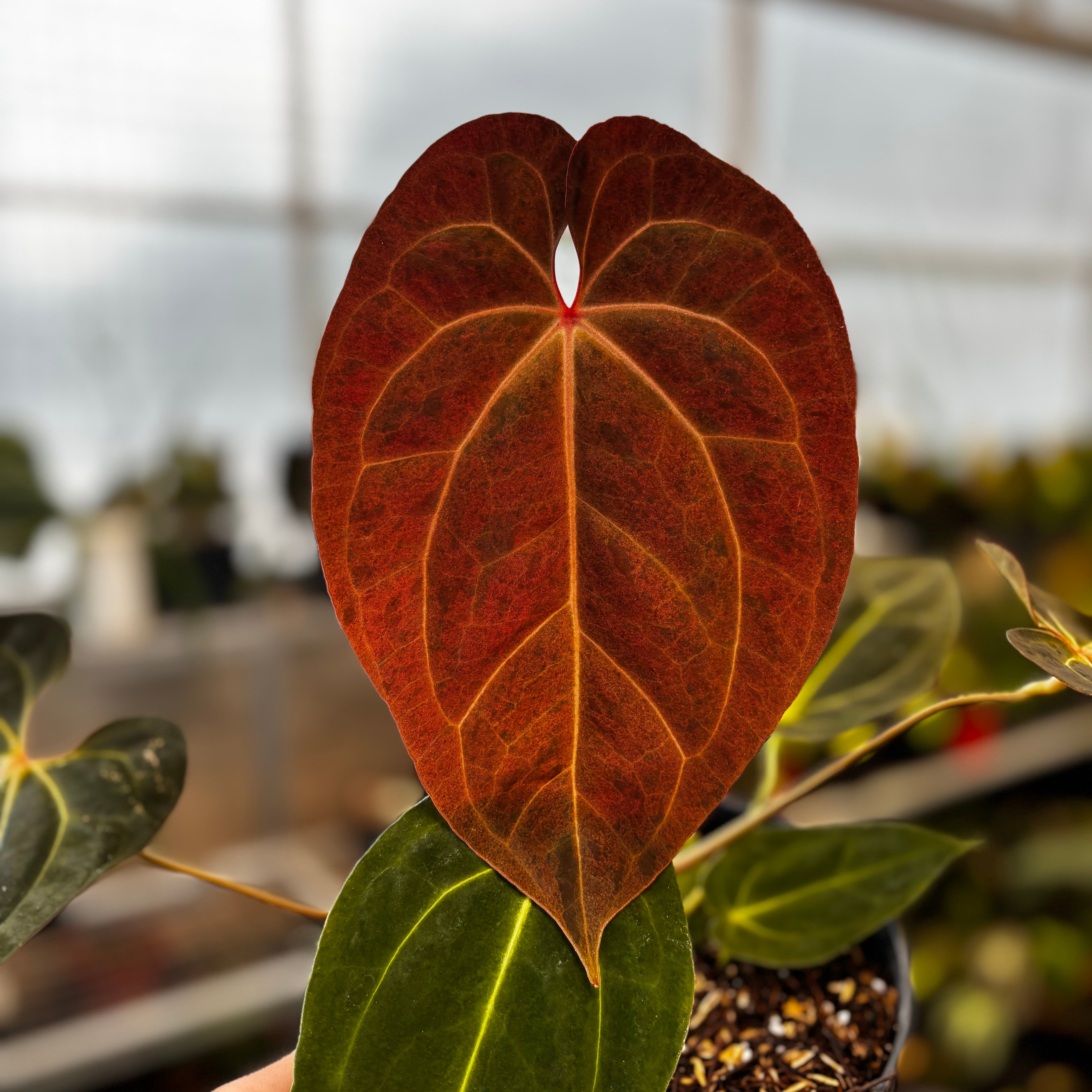 RP034-5 Anthurium Papillilaminum Mint