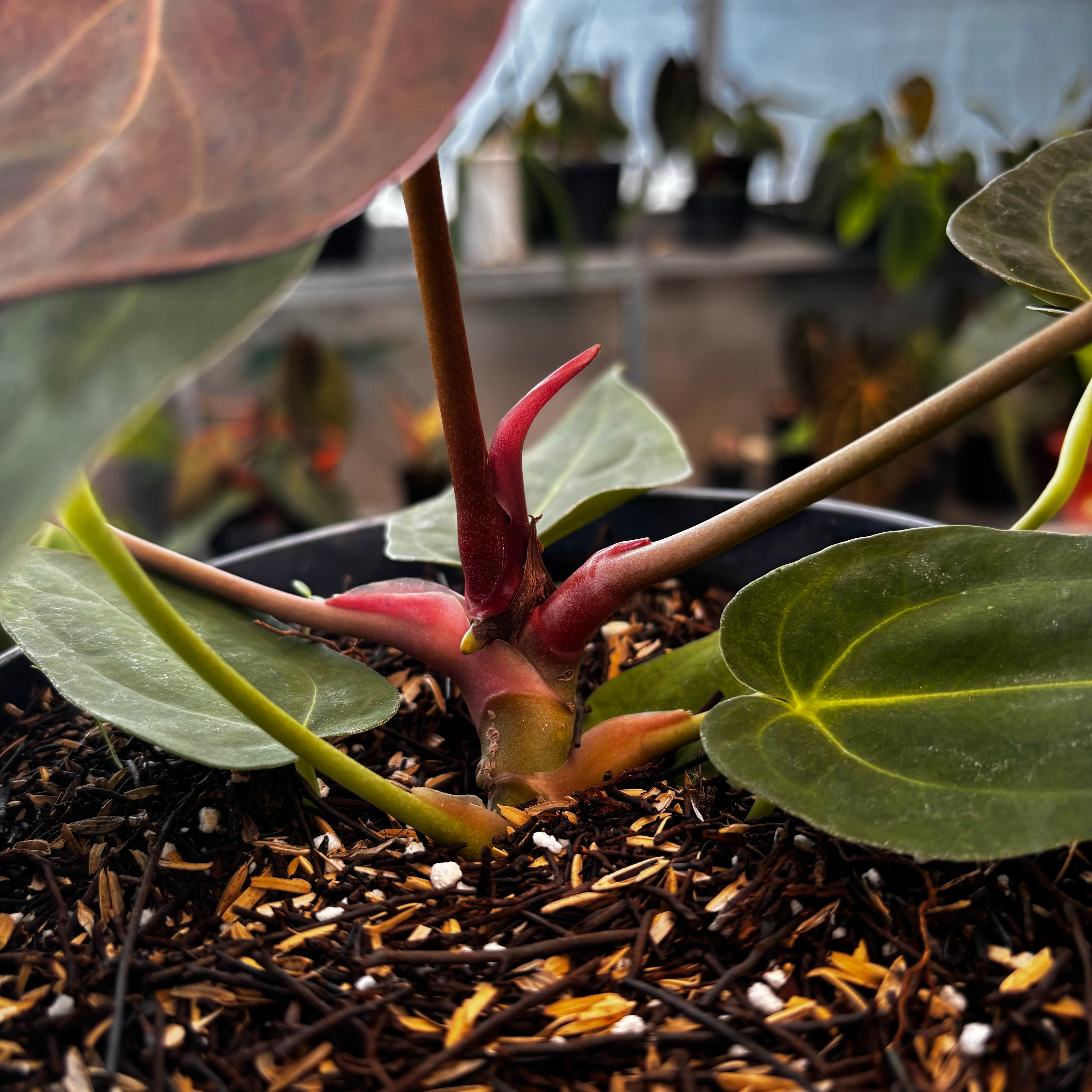 RP034-5 Anthurium Papillilaminum Mint