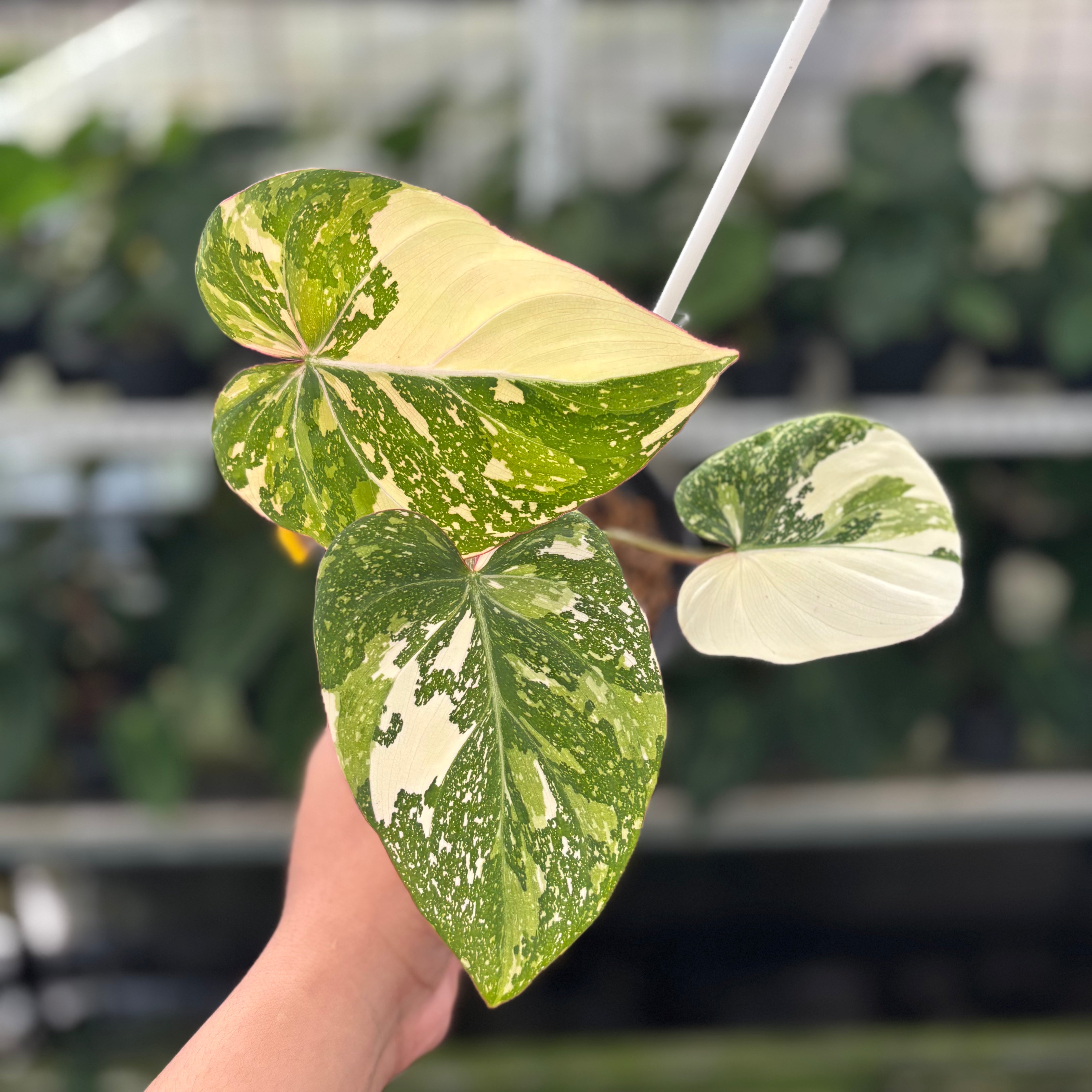 Philodendron Gloriosum Tricolor  Greenspaces.id