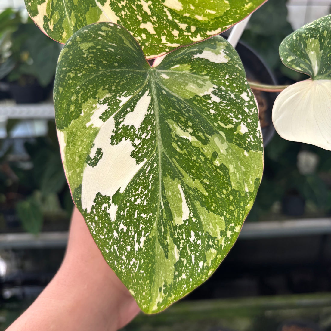 RP1-12 Philodendron Gloriosum Trecolor