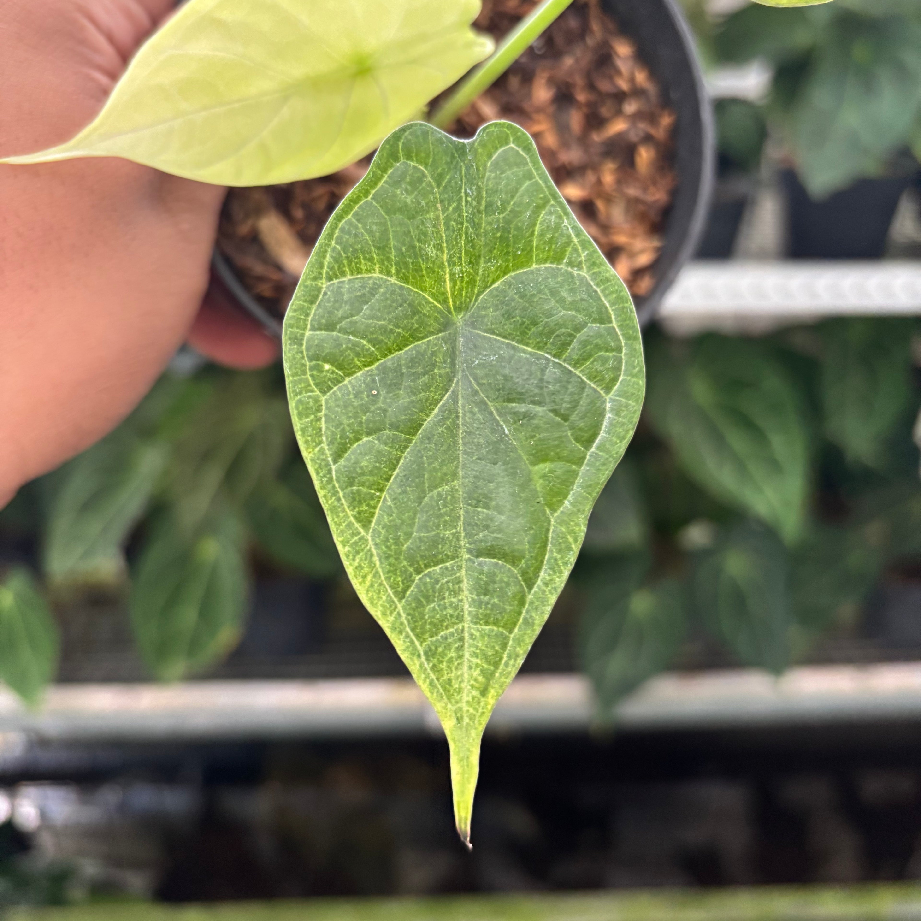 RP2-12 Alocasia Dragon Scale Mint