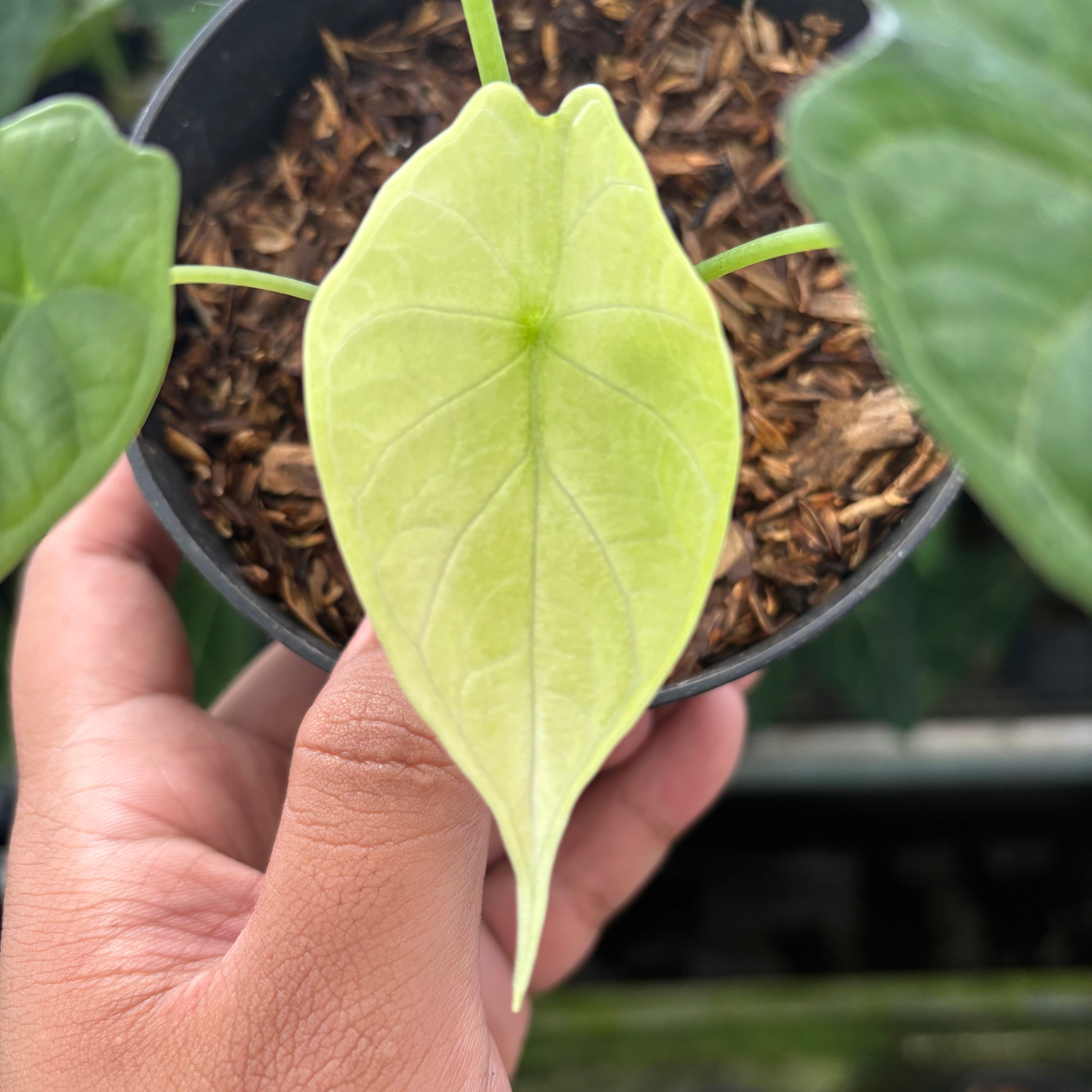 RP2-12 Alocasia Dragon Scale Mint