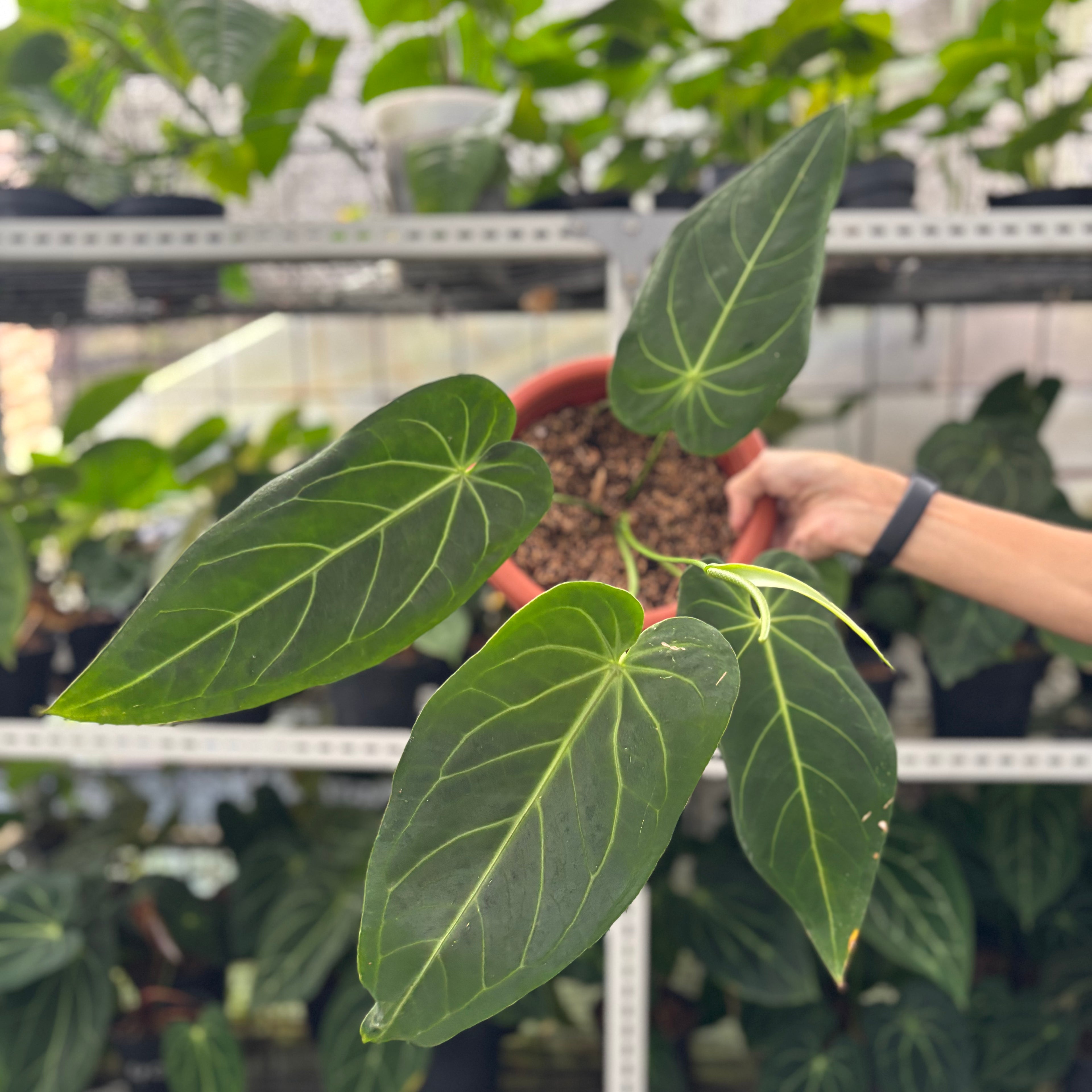 RP3-12 Anthurium Warocqueanum x Magnificum