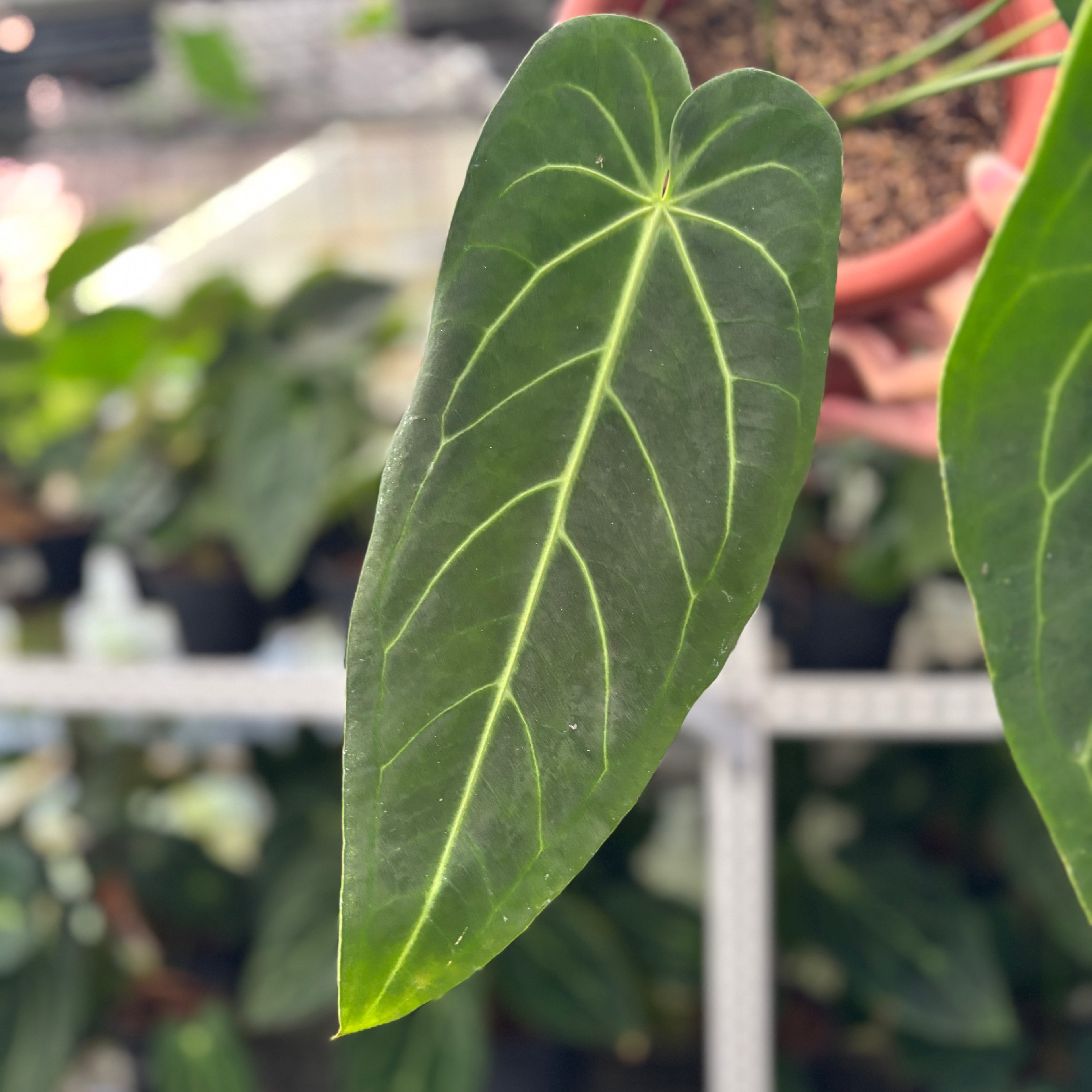 RP3-12 Anthurium Warocqueanum x Magnificum