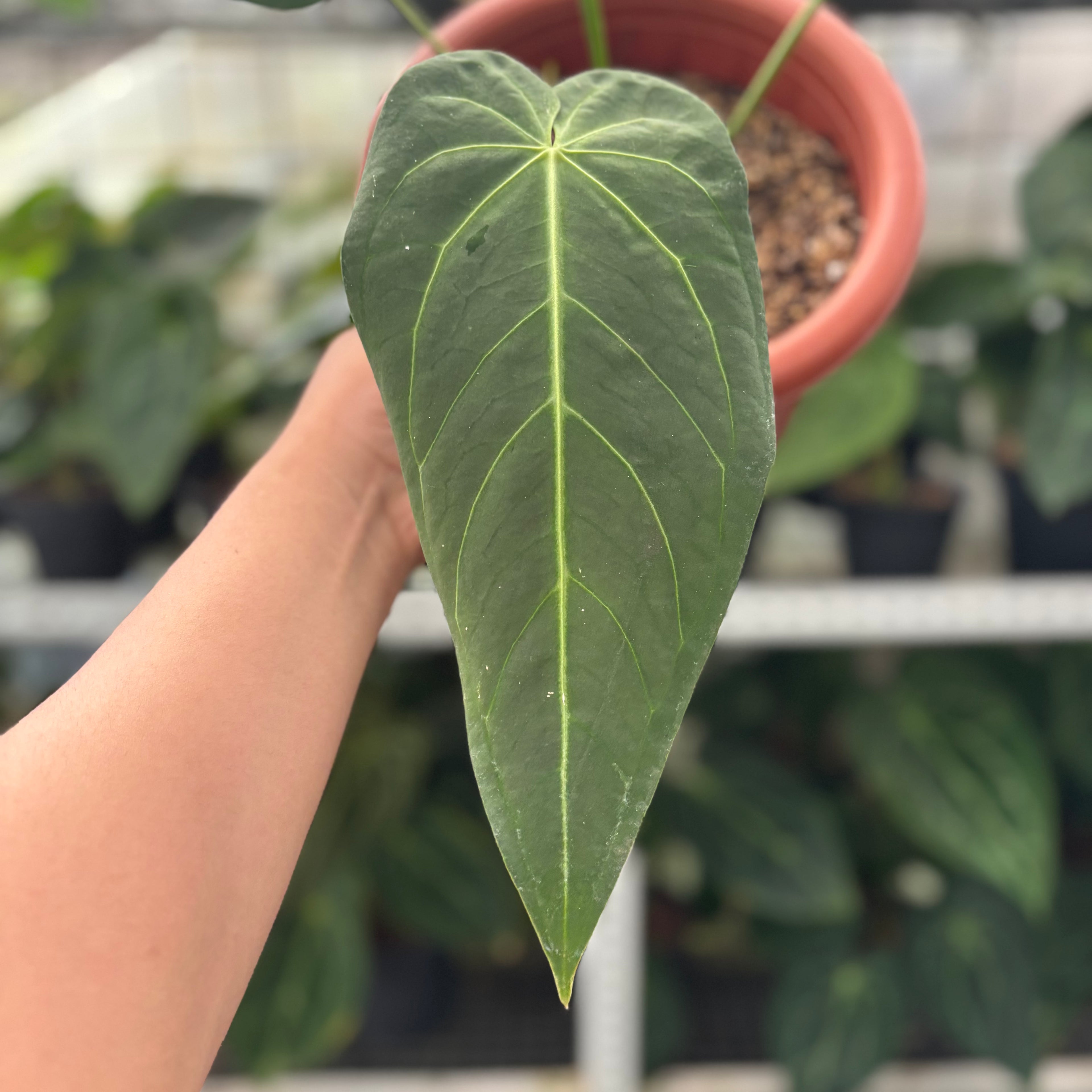 RP3-12 Anthurium Warocqueanum x Magnificum