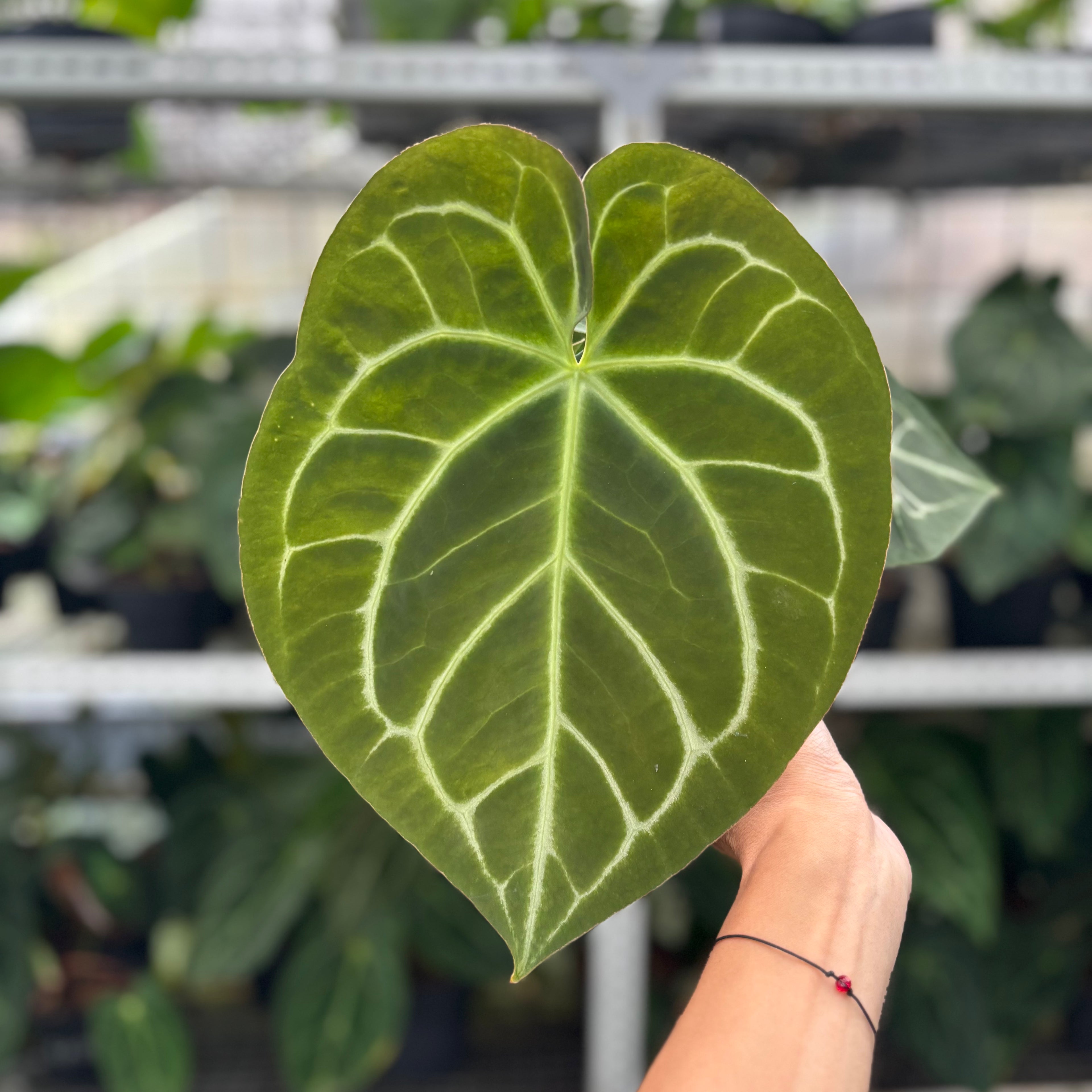 RP5-12 Anthurium Magnificum Hybrid