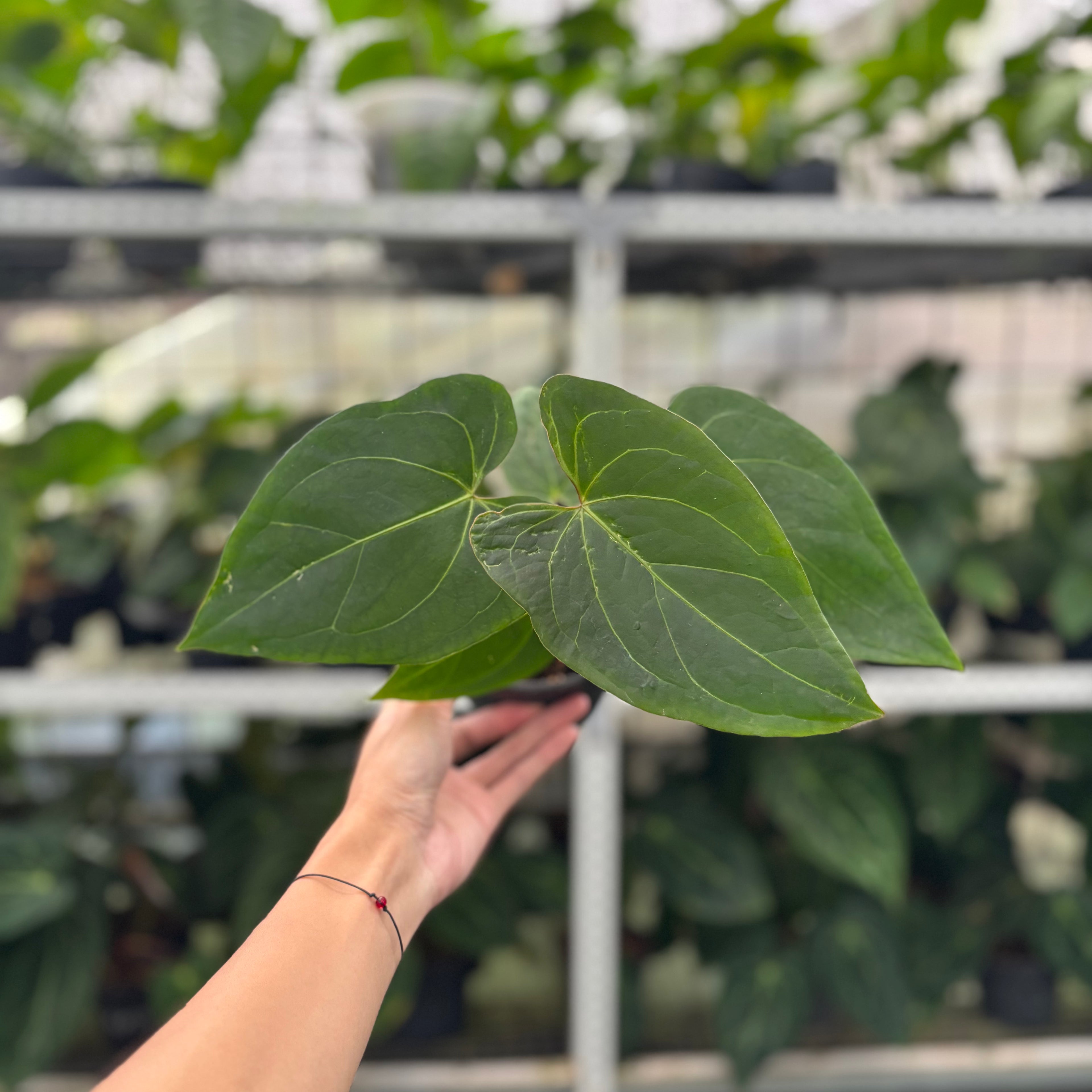 RP7-12 Anthurium Portilae x Warocqueanum