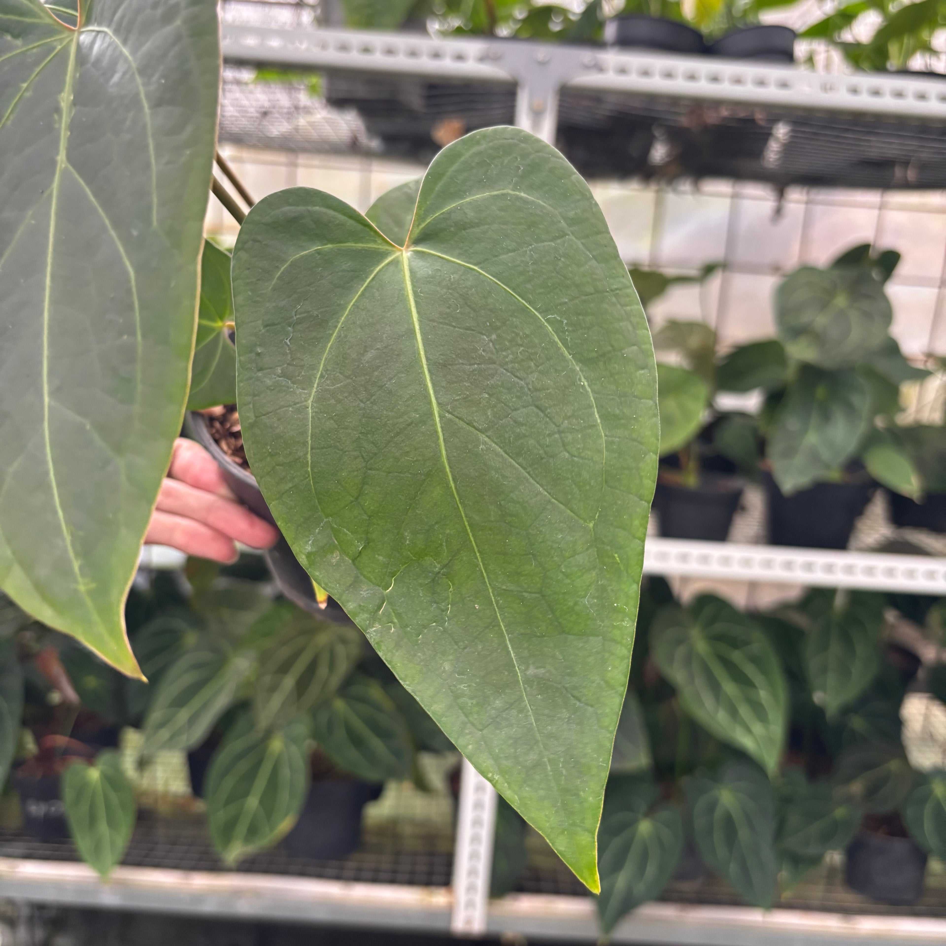 RP7-12 Anthurium Portilae x Warocqueanum