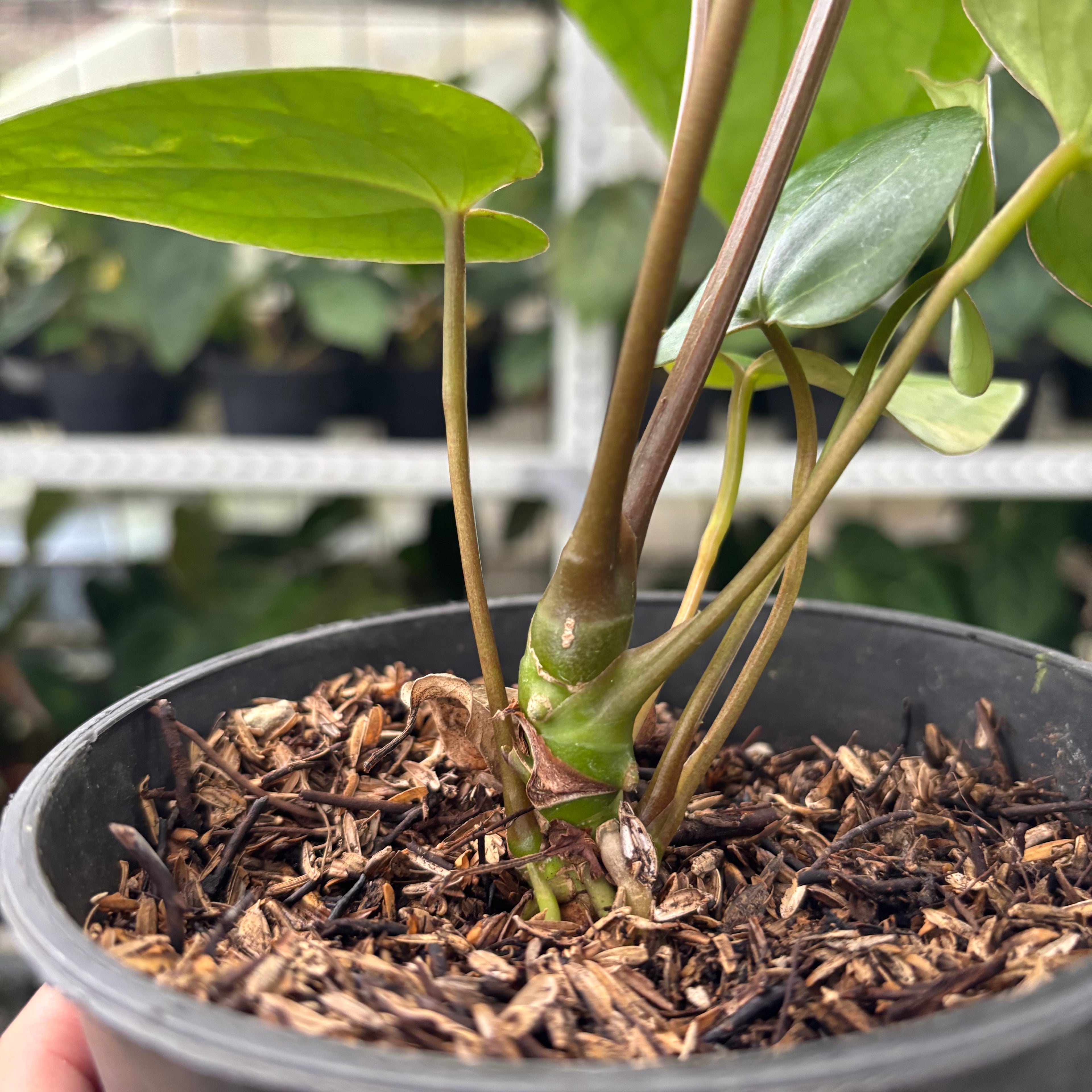 RP7-12 Anthurium Portilae x Warocqueanum