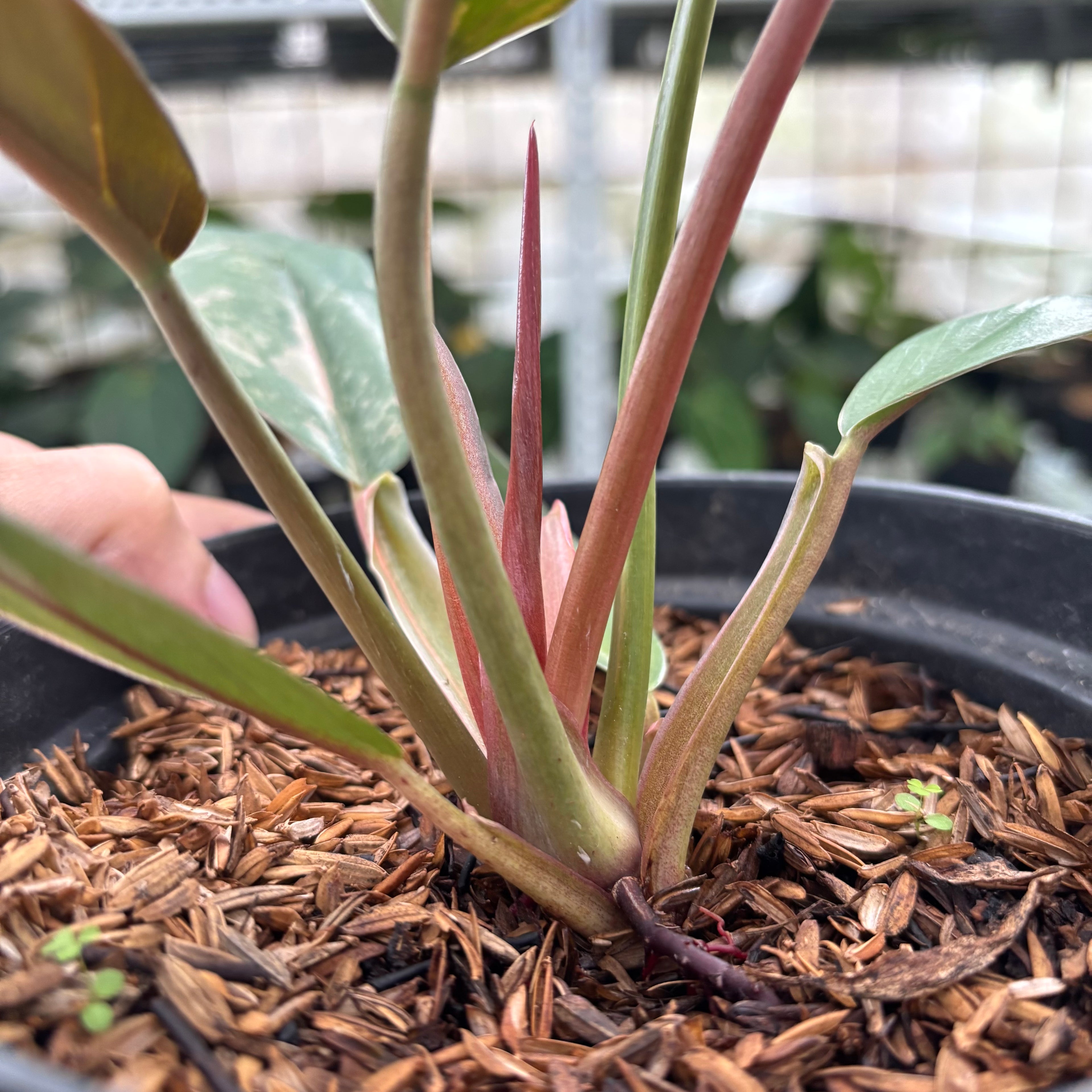 RP8-12 Philodendron Caramel Marble Variegated